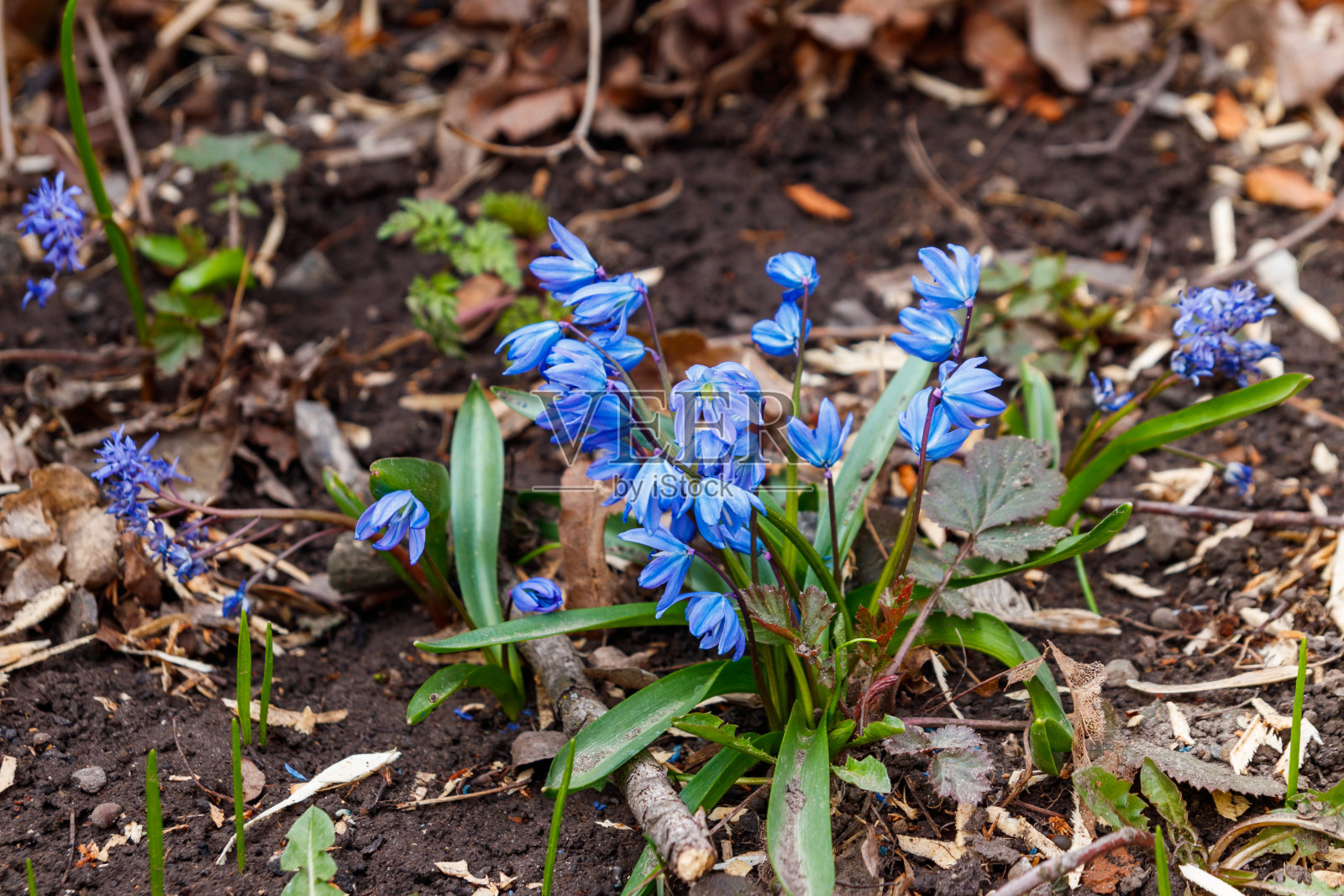 蓝色的锡拉花(锡拉西伯利亚)或西伯利亚鱿鱼照片摄影图片