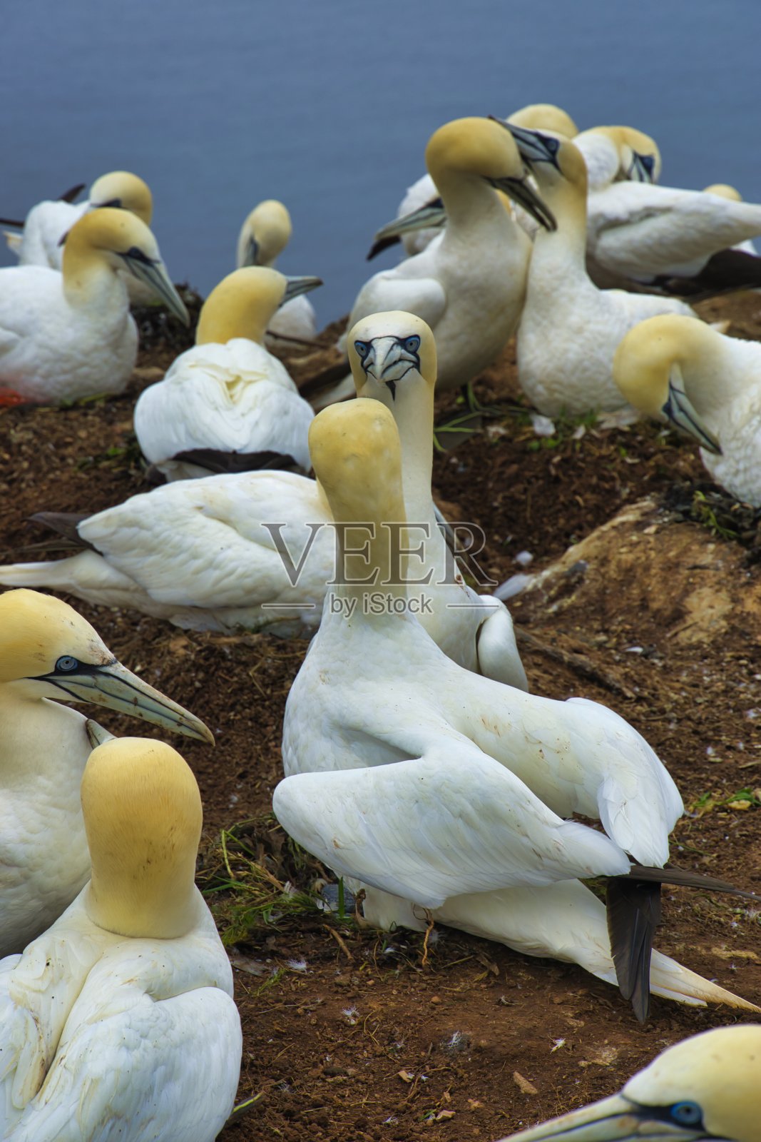 红色岩石上的北方石榴石，照片摄影图片