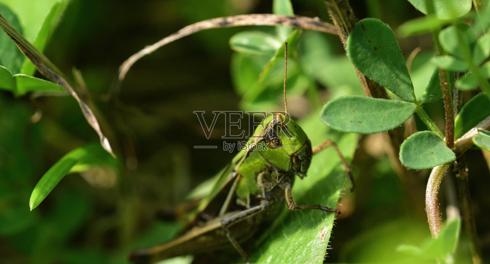 草地上的蚱蜢把头藏在草丛里照片摄影图片