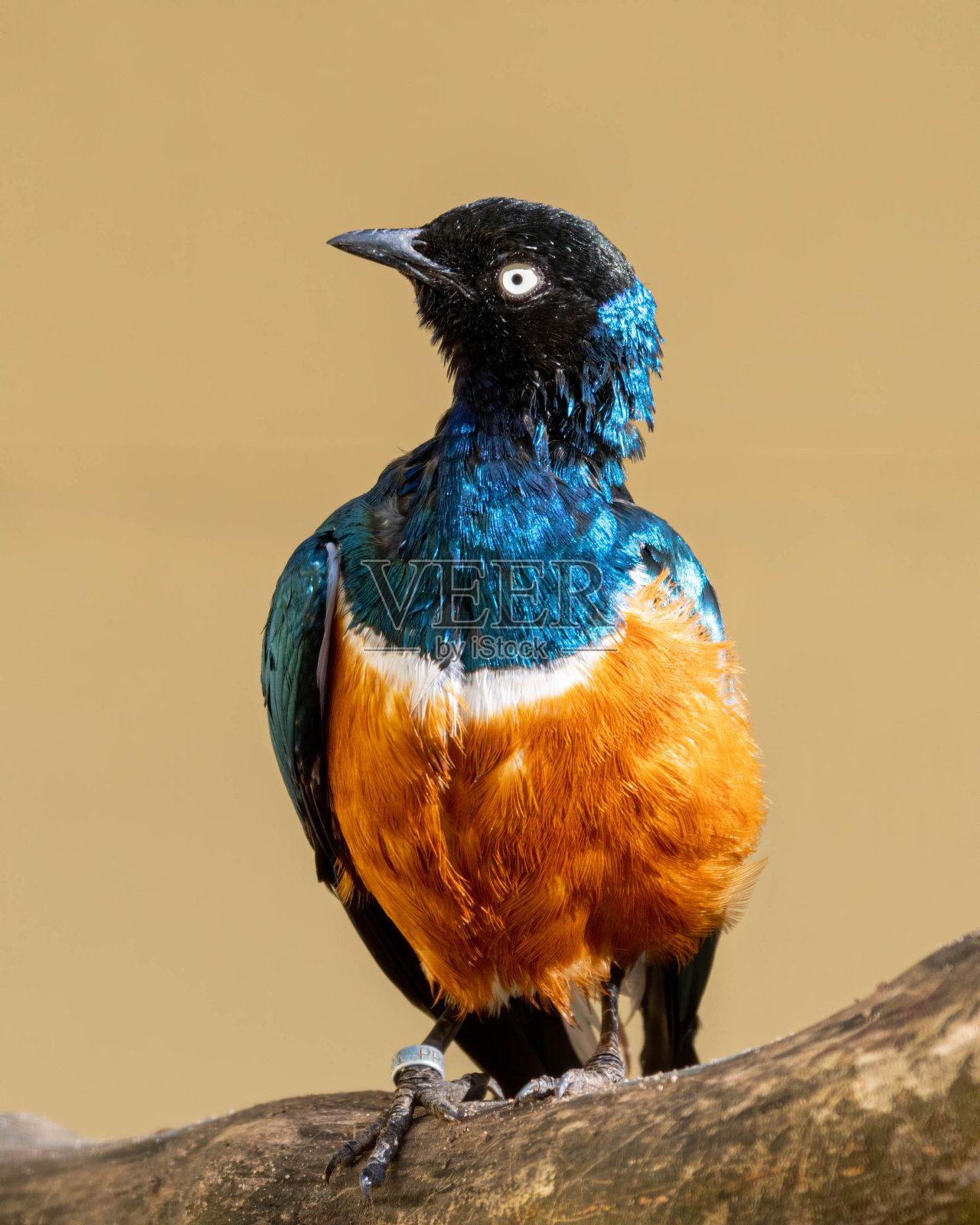 栖息在树枝上的超级椋鸟照片摄影图片