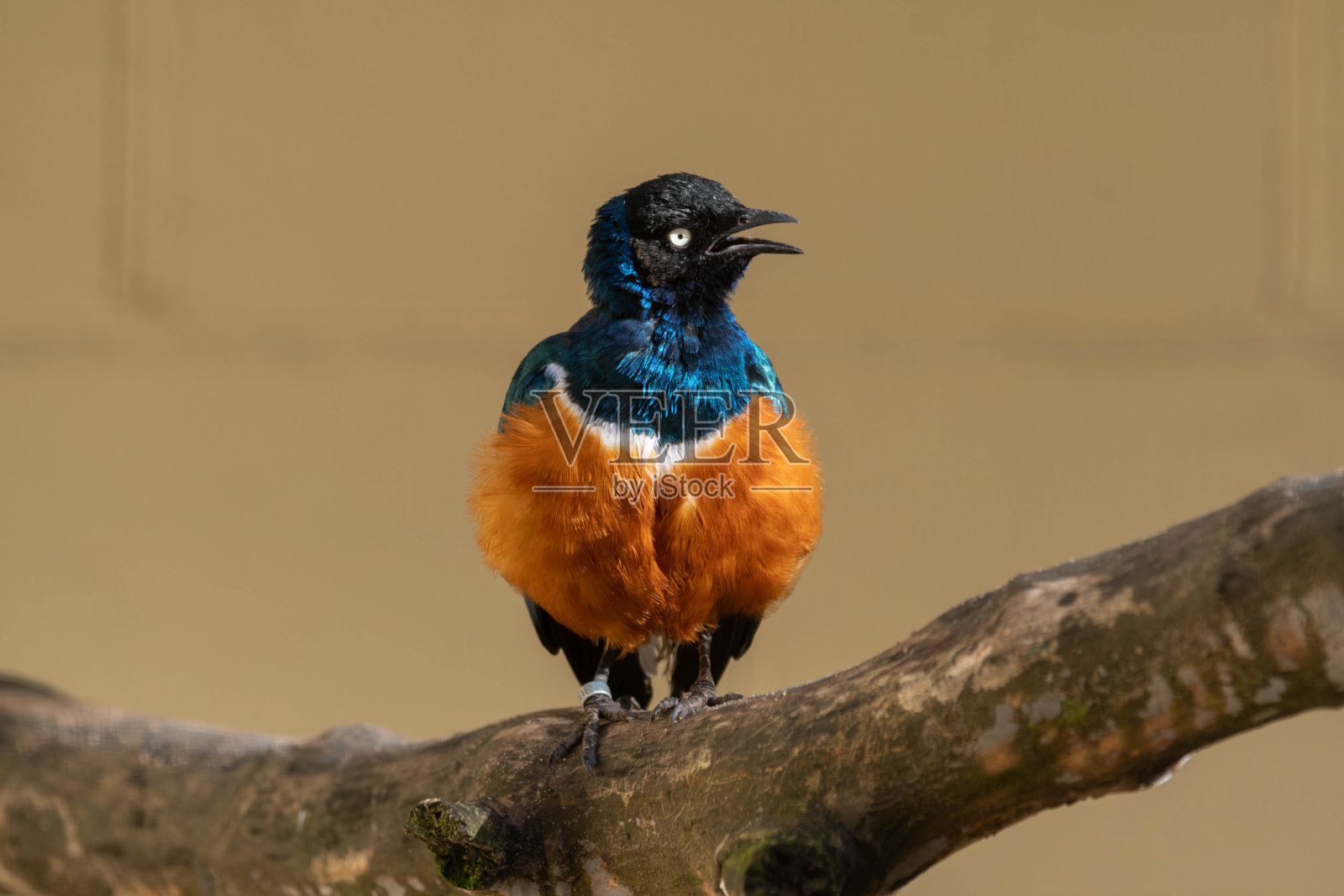 栖息在树枝上的超级椋鸟照片摄影图片