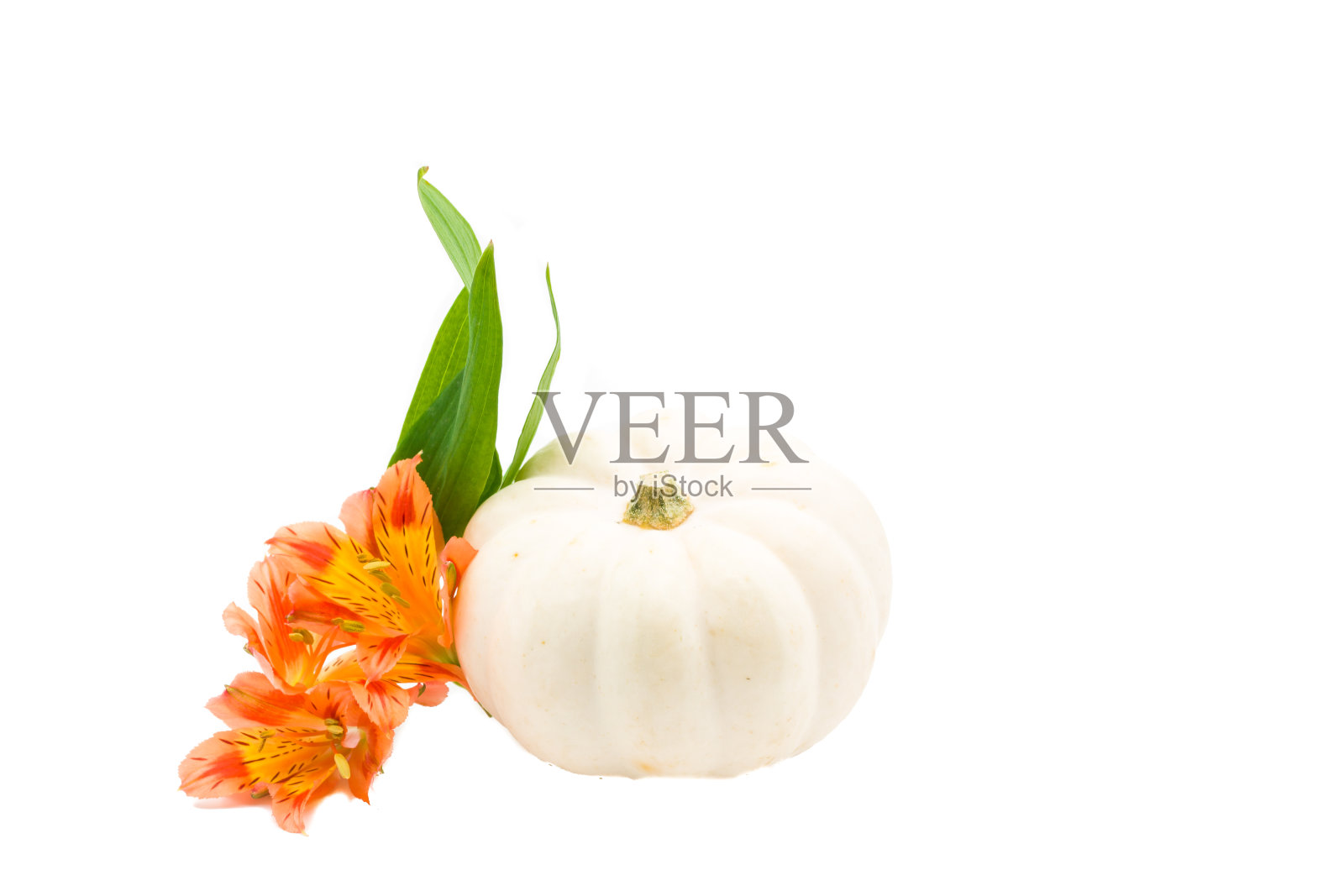 白南瓜和花照片摄影图片