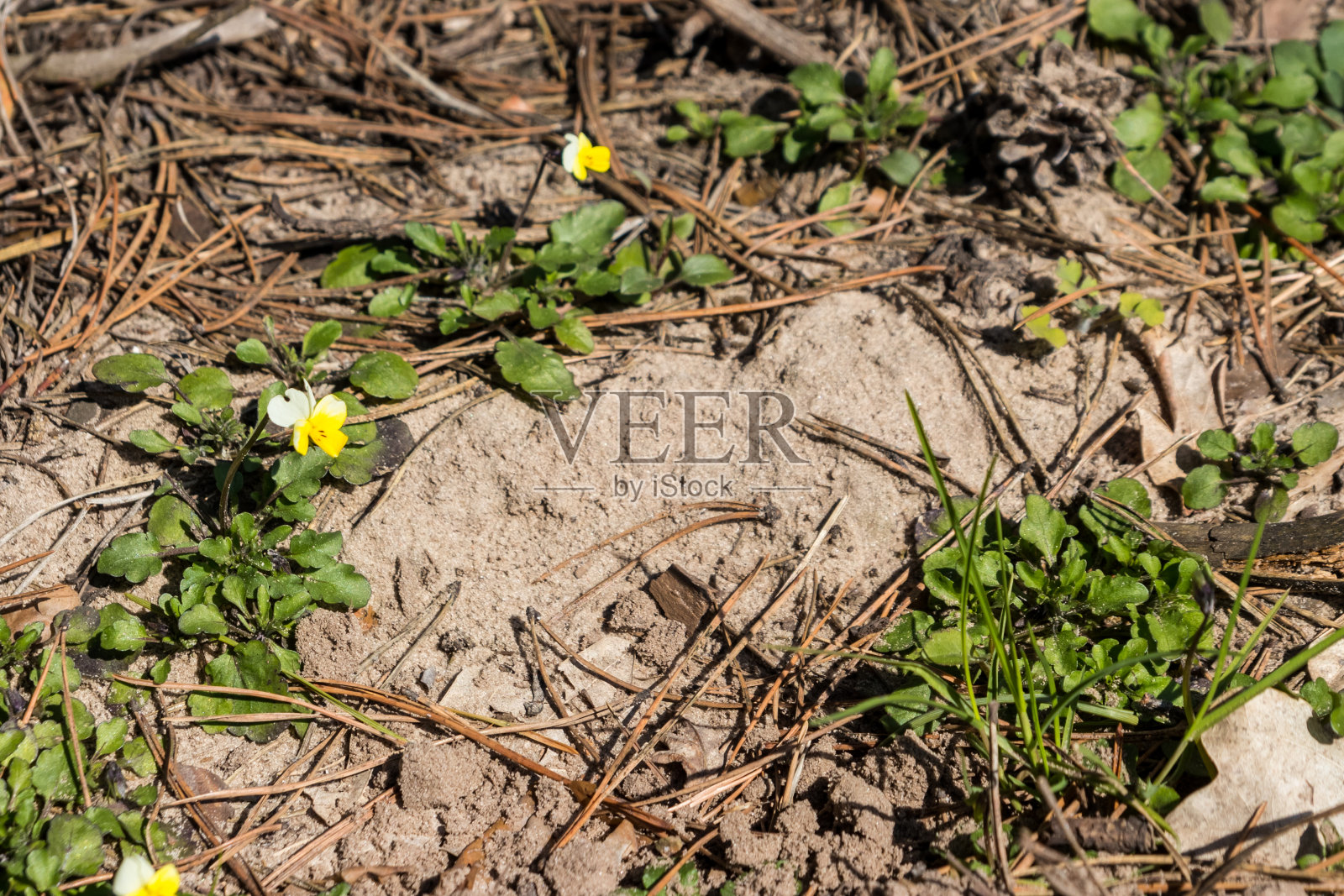 紫罗兰(Viola arvensis)是紫罗兰的一种。美丽的小花在春天生长在森林里照片摄影图片