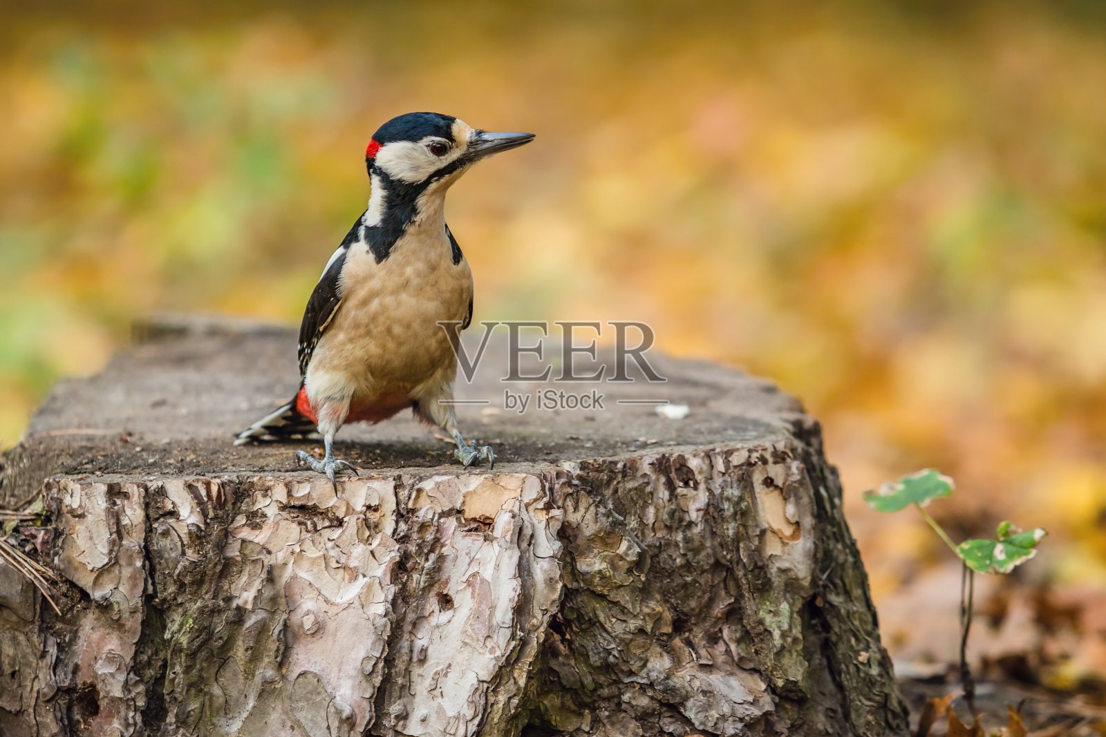 伟大的发现啄木鸟照片摄影图片