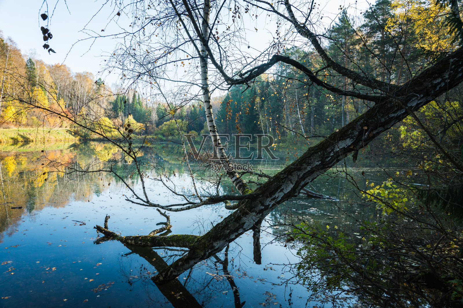 美丽的池塘与桦树浸泡在早晨的森林照片摄影图片