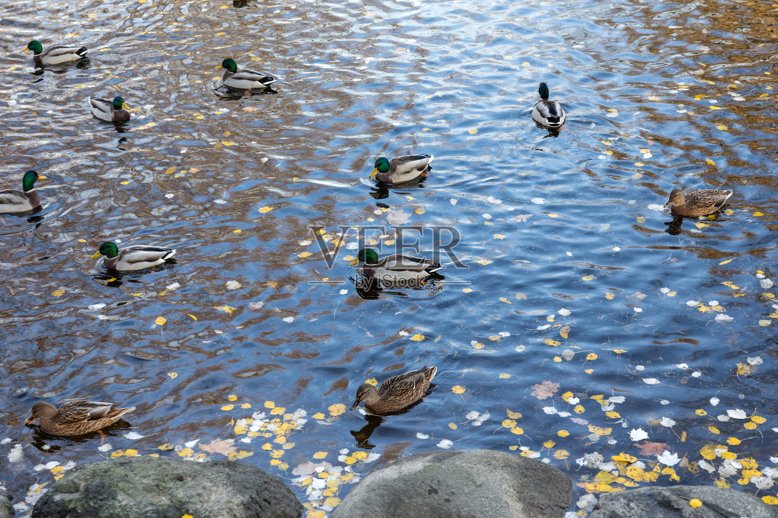 秋天的一群鸭子照片摄影图片