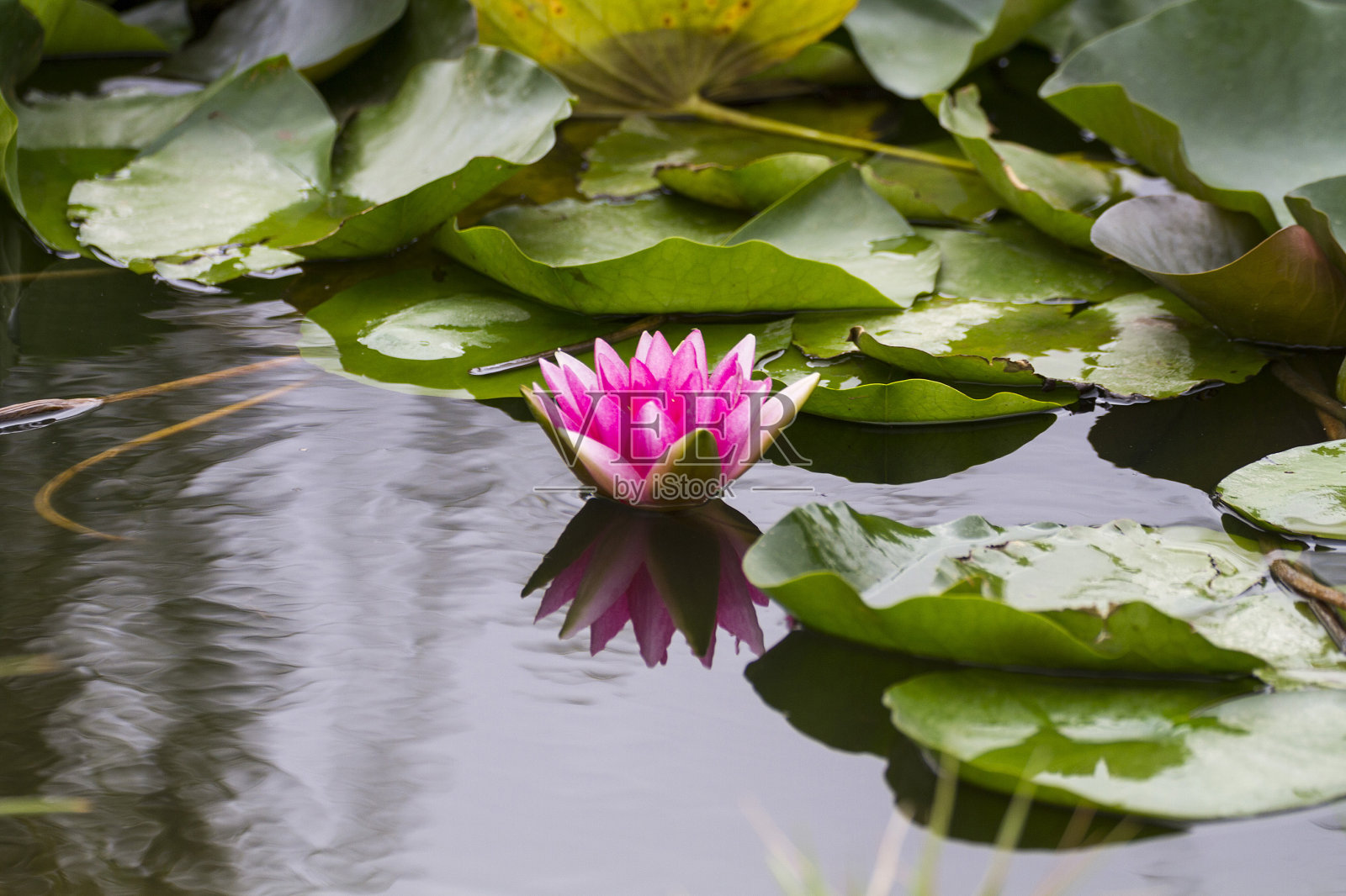 睡莲花照片摄影图片