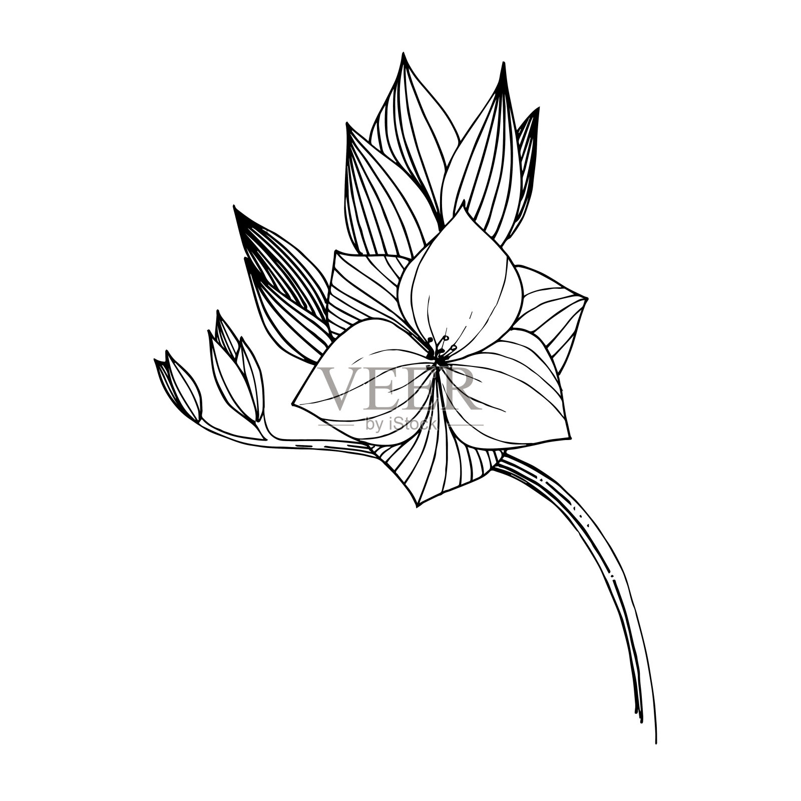 媒介小苍兰，花植物花。黑白篆刻水墨艺术。孤立的小苍兰插图元素。插画图片素材