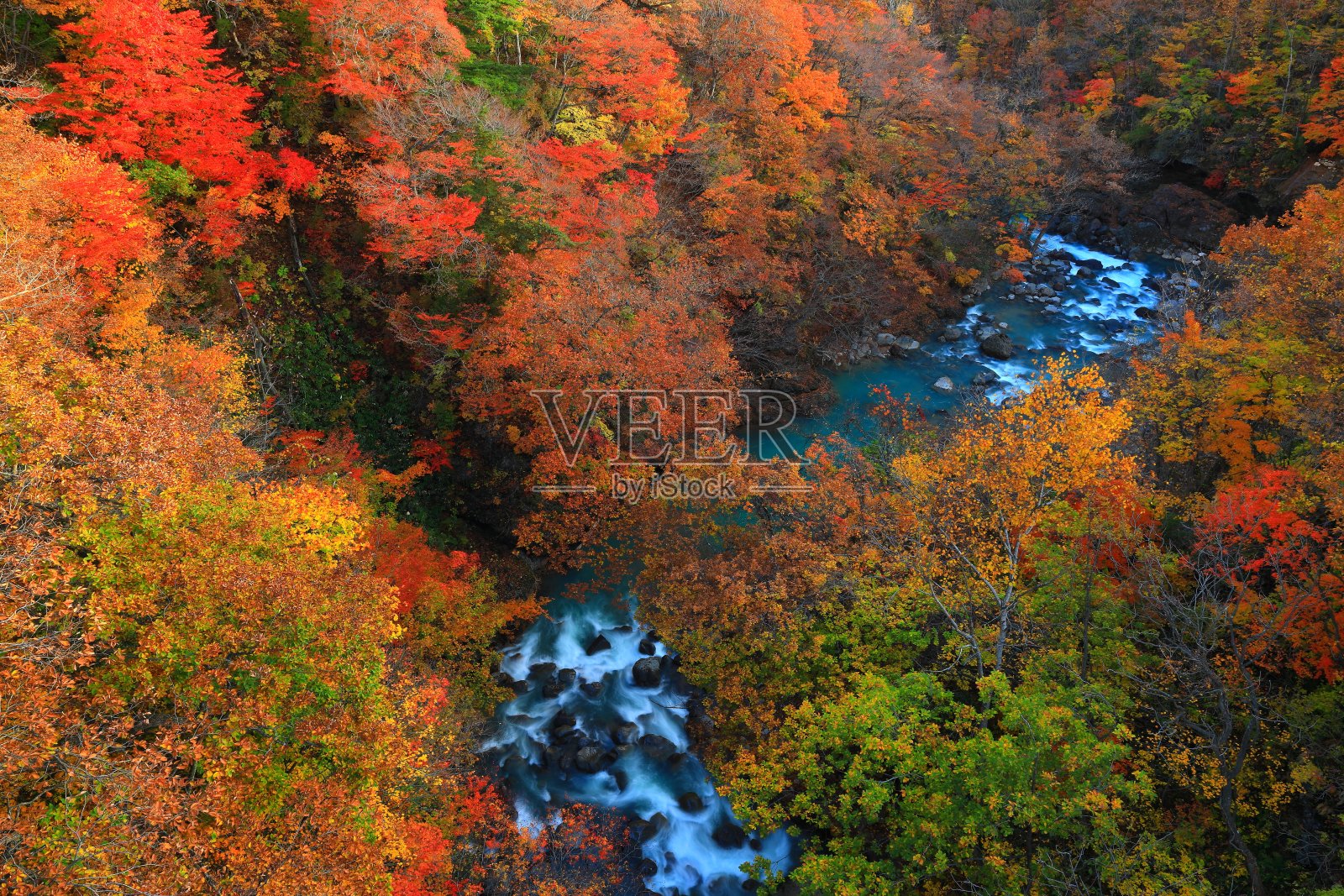 岩手县八爪蔓台的彩色叶子照片摄影图片