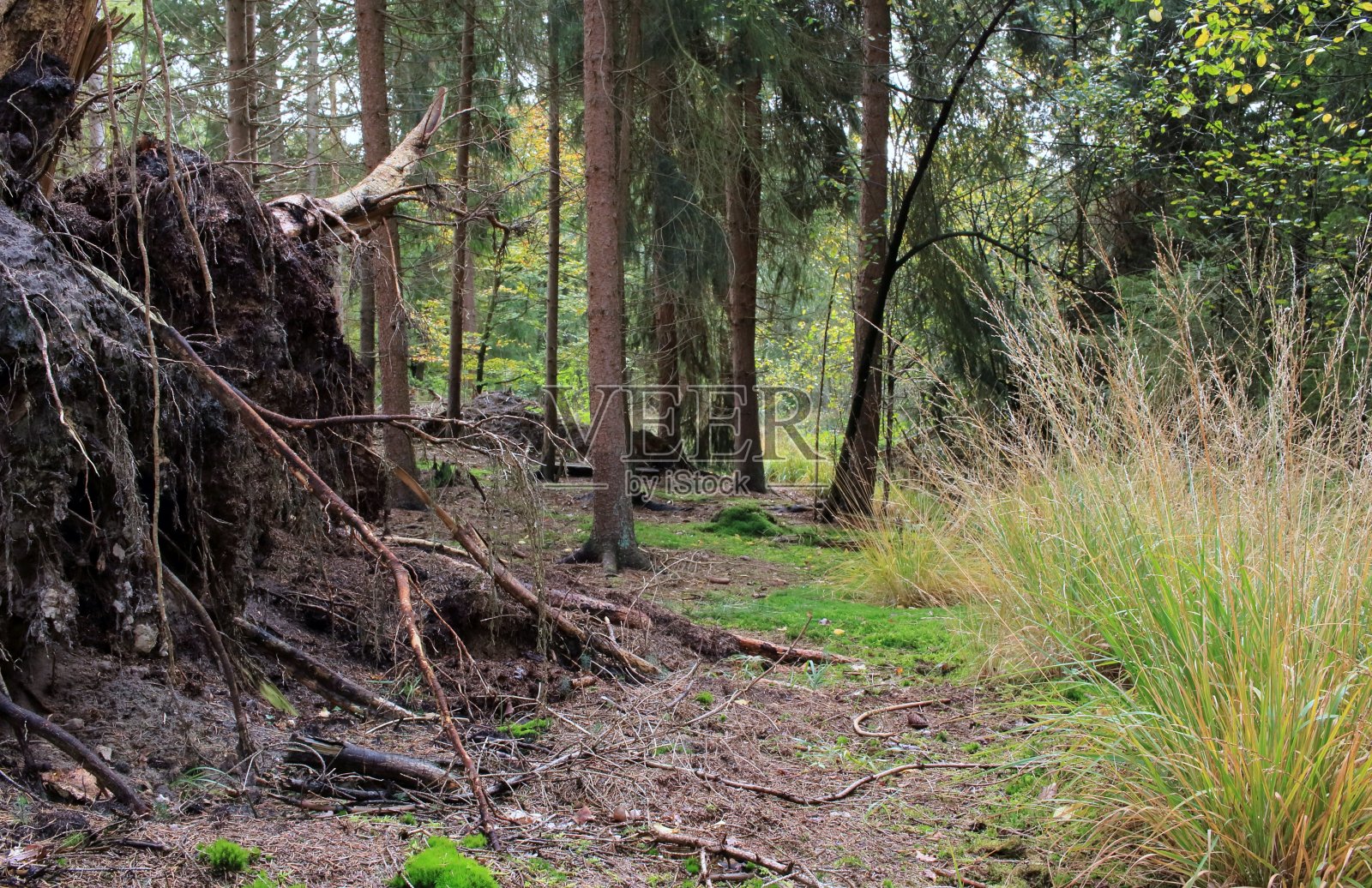 德国的天然林照片摄影图片