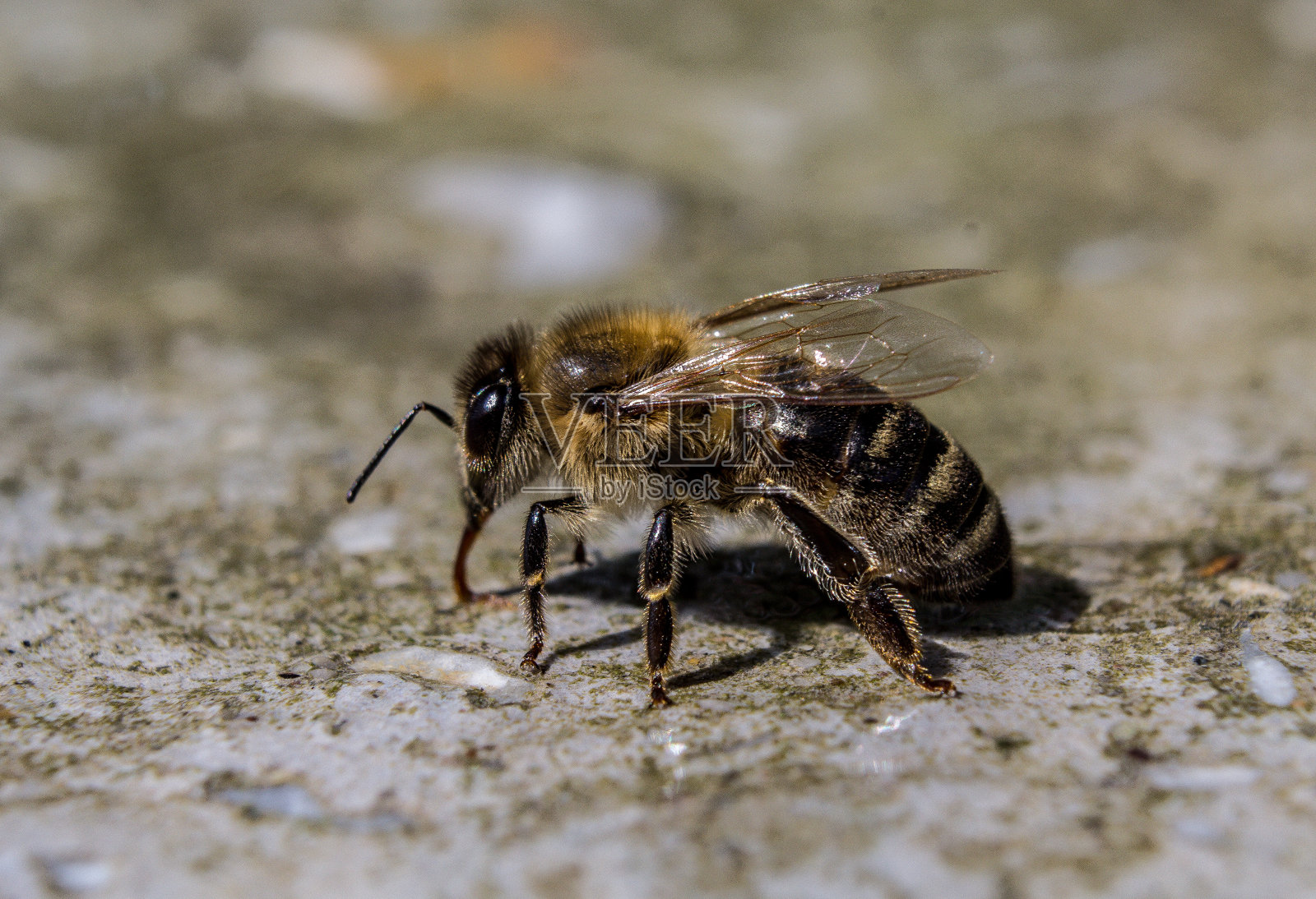 蜜蜂特写镜头照片摄影图片