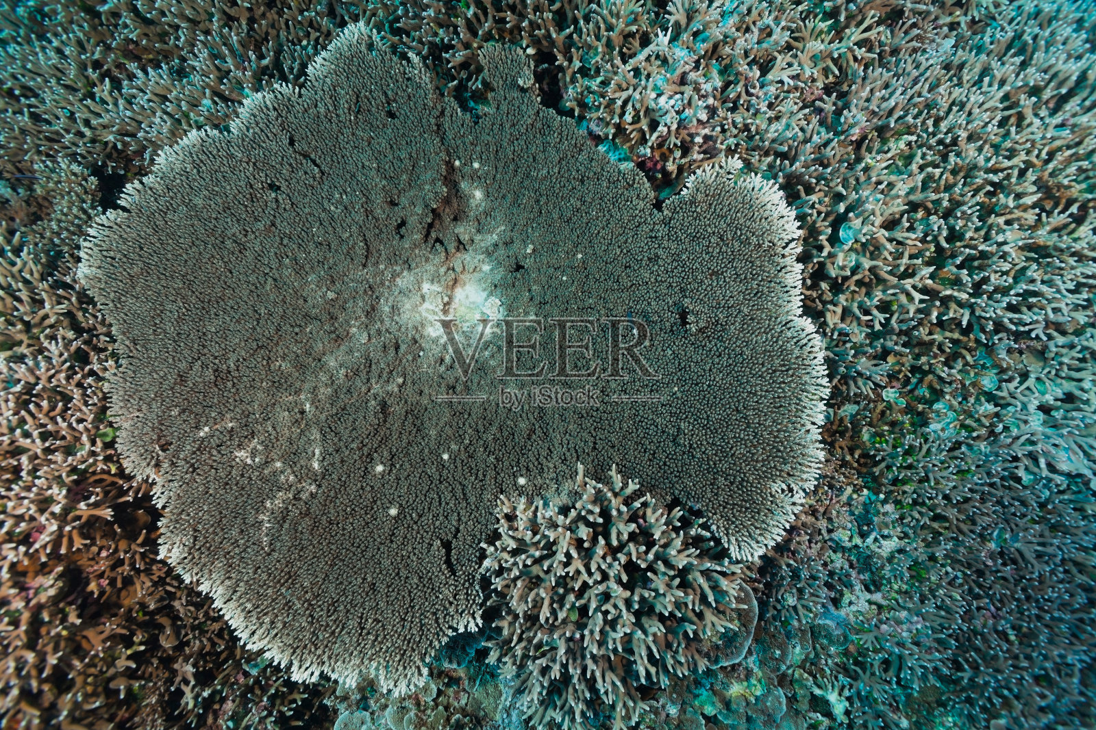 完美的硬珊瑚礁，佩利留岛西南，帕劳，密克罗尼西亚照片摄影图片