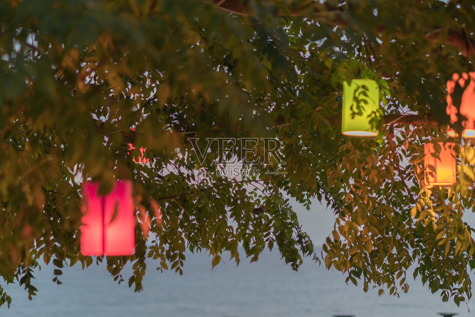 树灯照片摄影图片