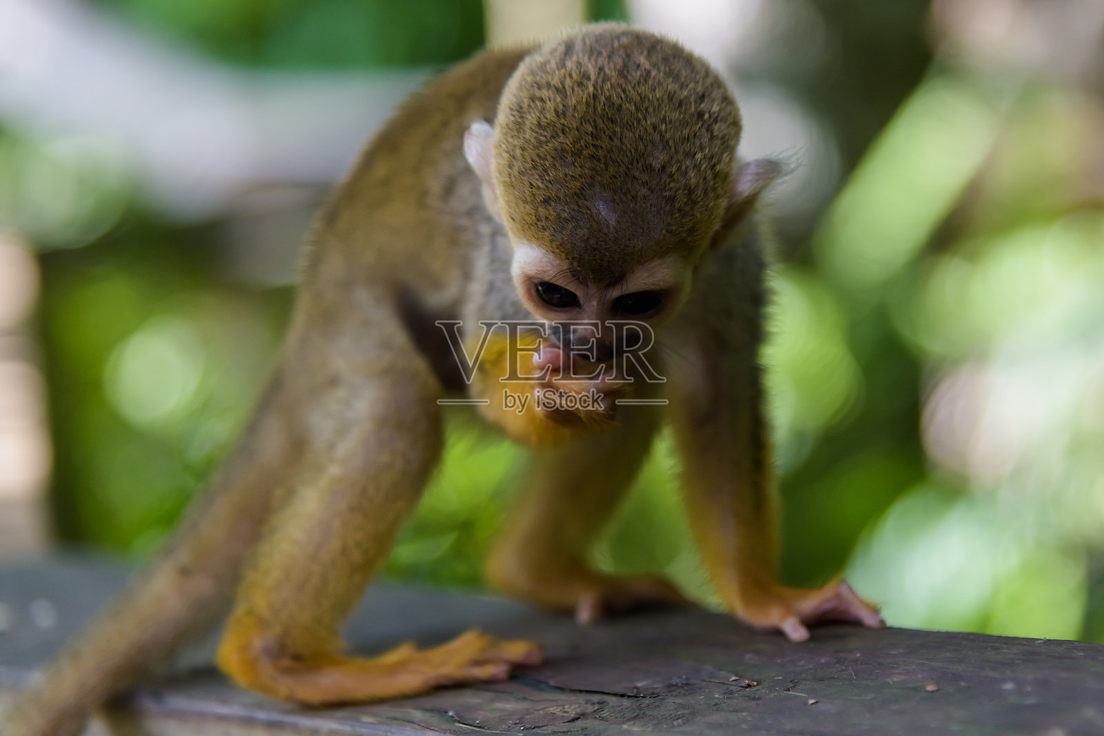 公园里的松鼠猴照片摄影图片