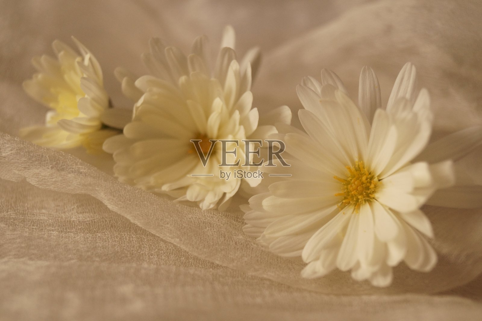 背景有花-美丽的白色菊花照片摄影图片