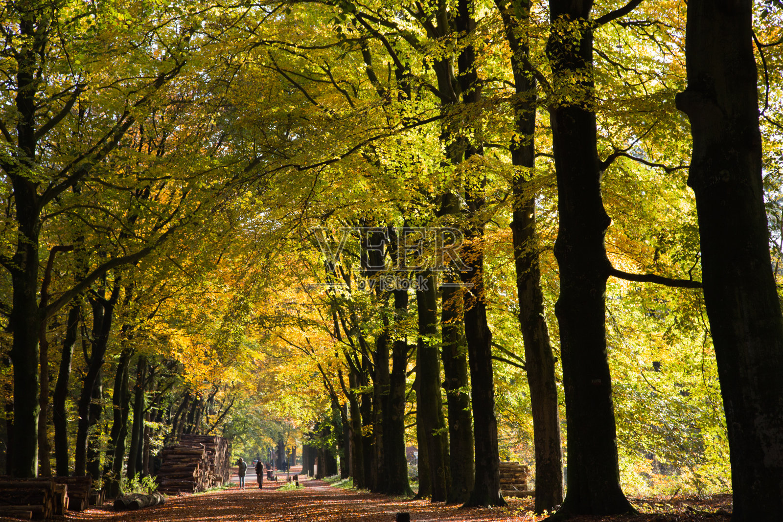 秋天在荷兰照片摄影图片