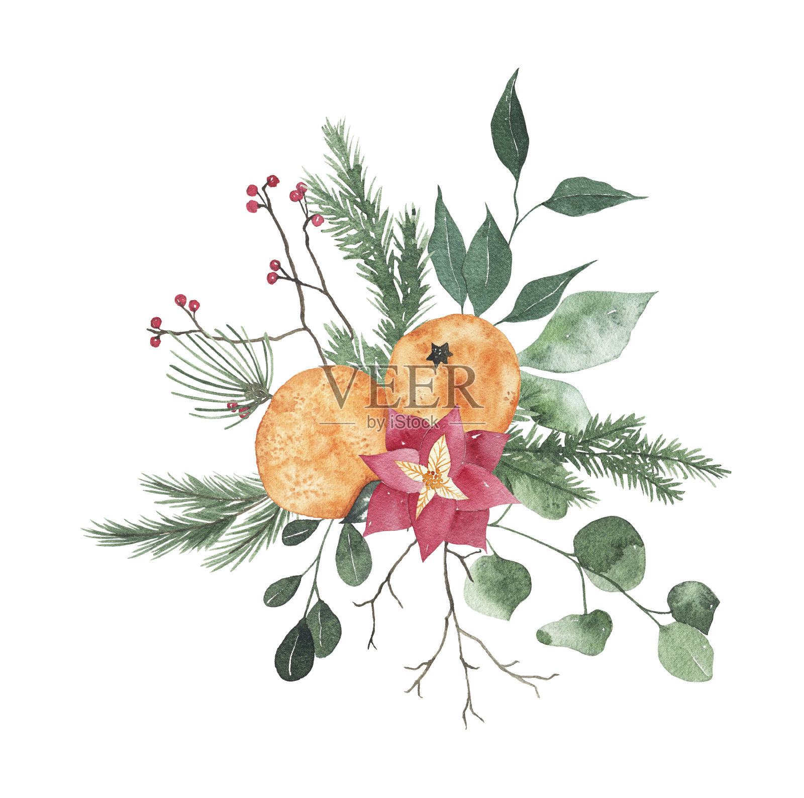 水彩圣诞花束与桔子，杉木树枝，浆果，绿色的叶子插画图片素材