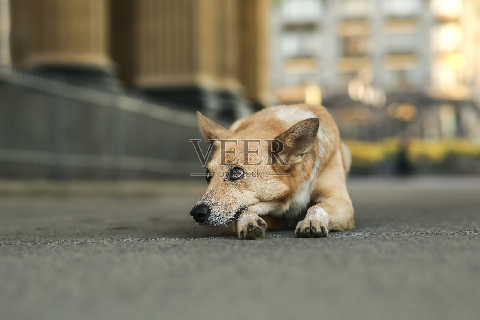 日出时分，孤独的成年牧羊犬躺在街上等待主人照片摄影图片