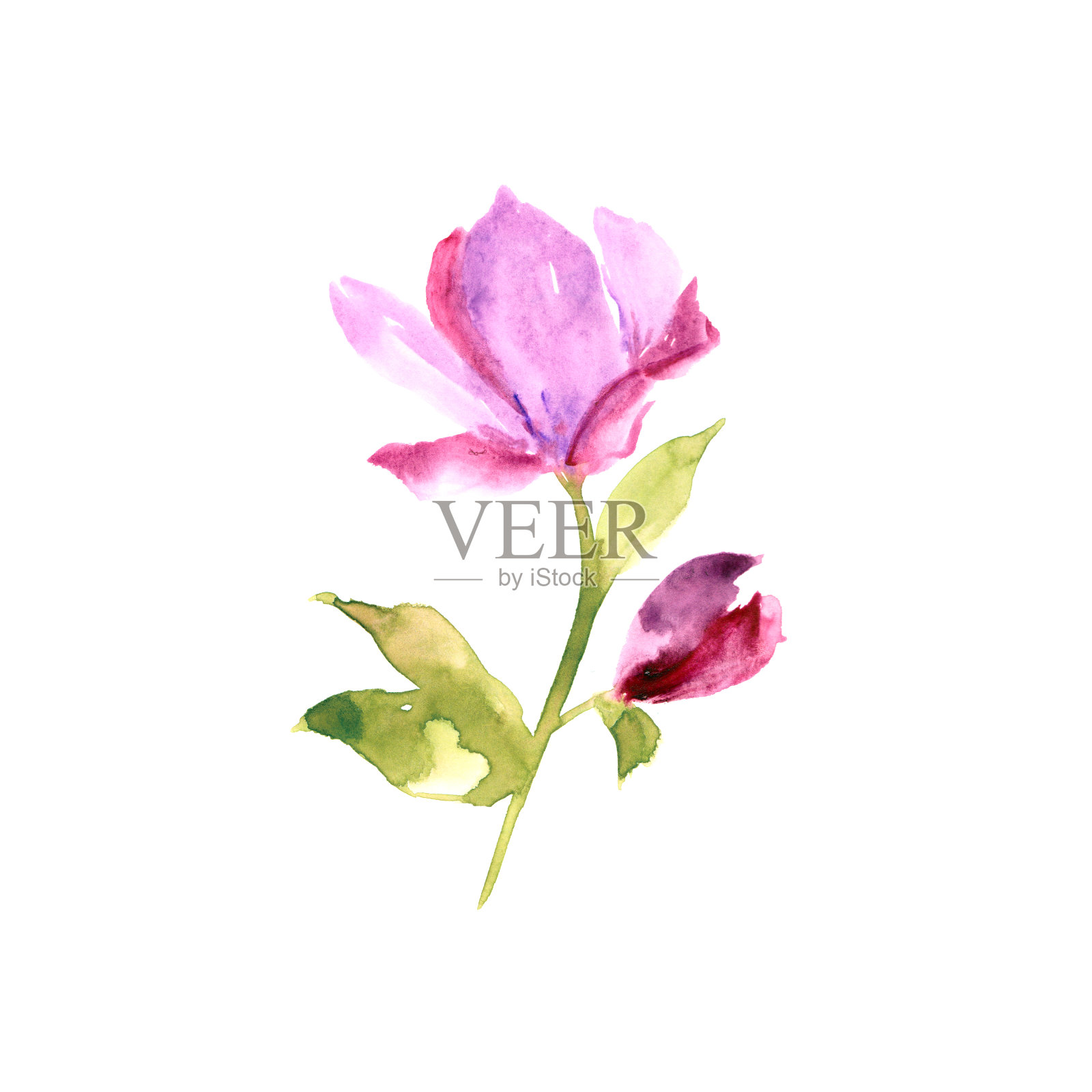 粉红色的花。用于贺卡装饰的水彩花。花的贺卡。婚礼邀请花设计。插画图片素材