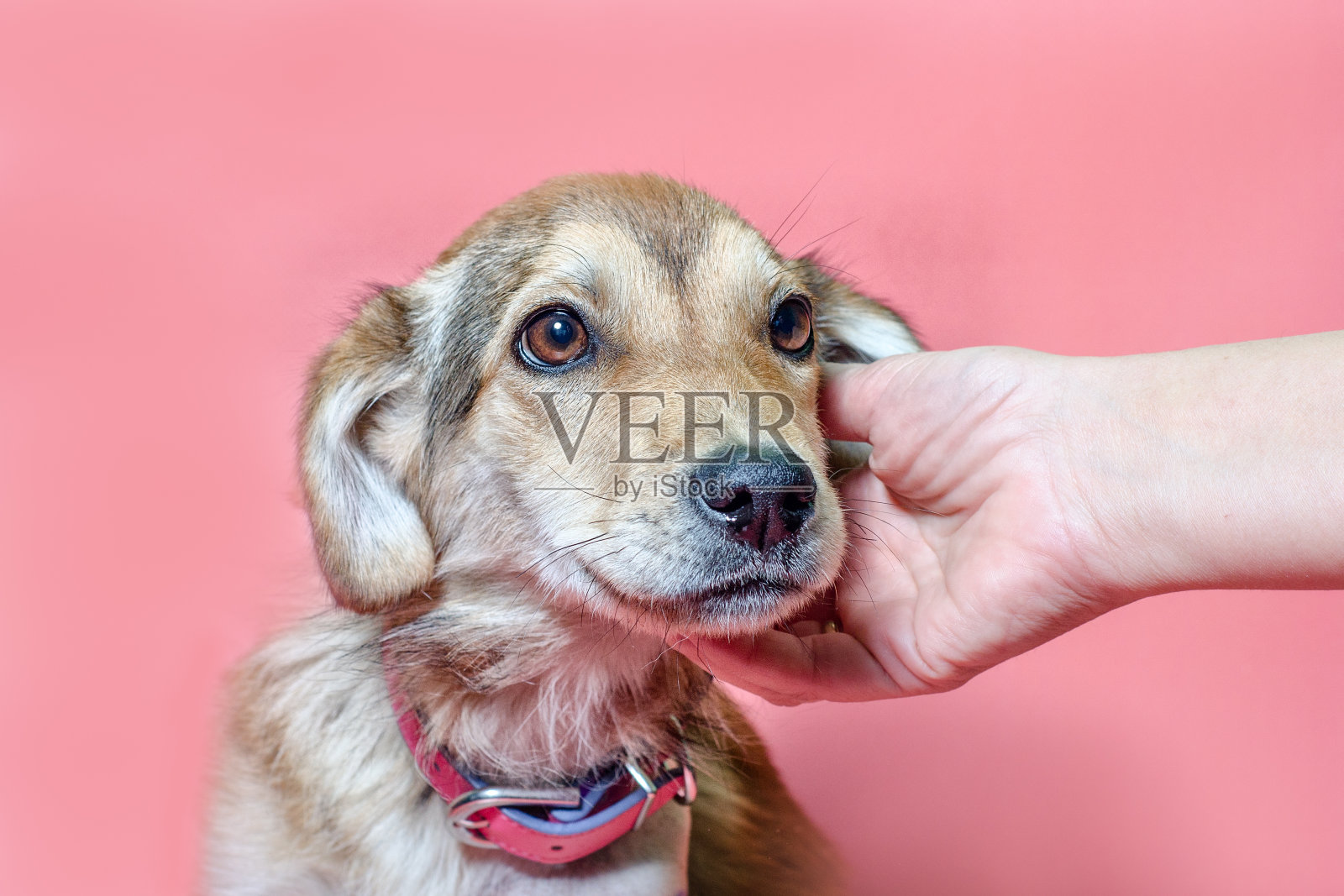 女性手抓过度繁殖的幼犬耳朵照片摄影图片