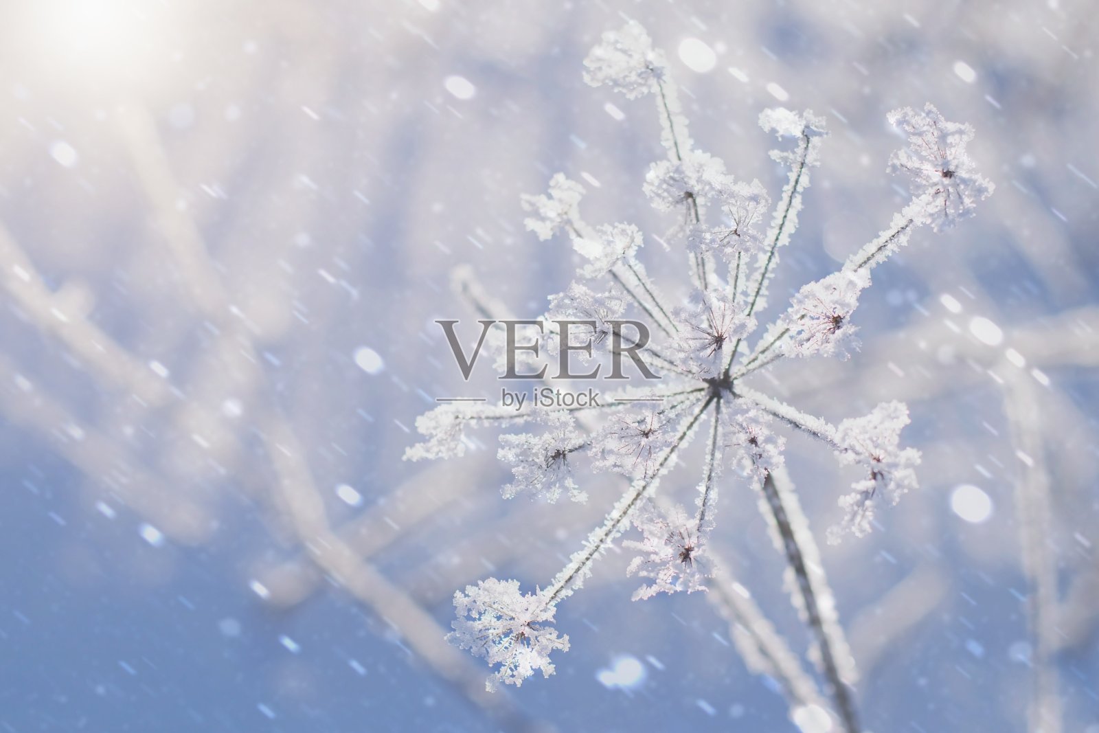 模糊的冬季背景与冰冻的植物和降雪照片摄影图片