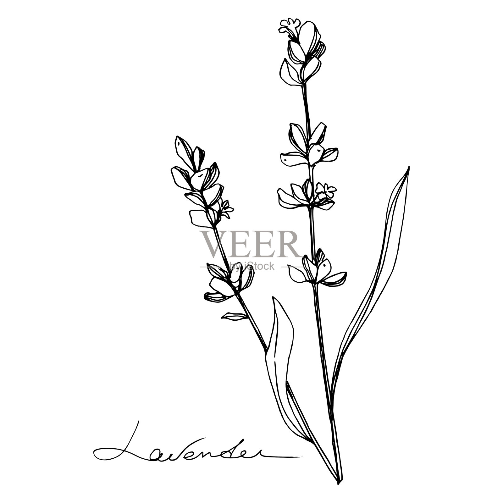 薰衣草植物的植物花。黑白篆刻水墨艺术。孤立的薰衣草插画元素。插画图片素材