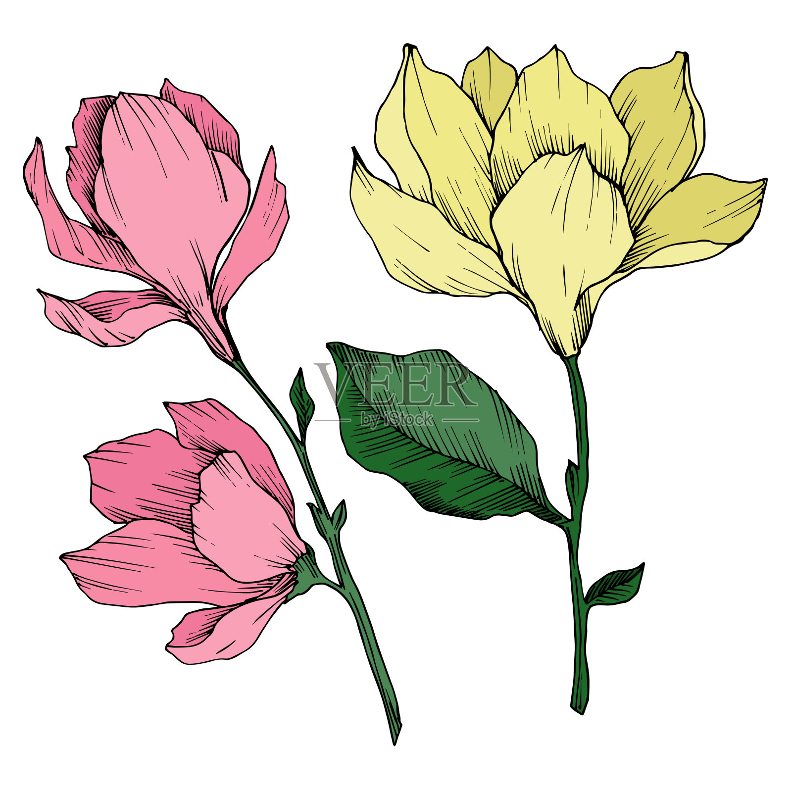 玉兰花载体植物花。黑白篆刻水墨艺术。孤立木兰插图元素。插画图片素材