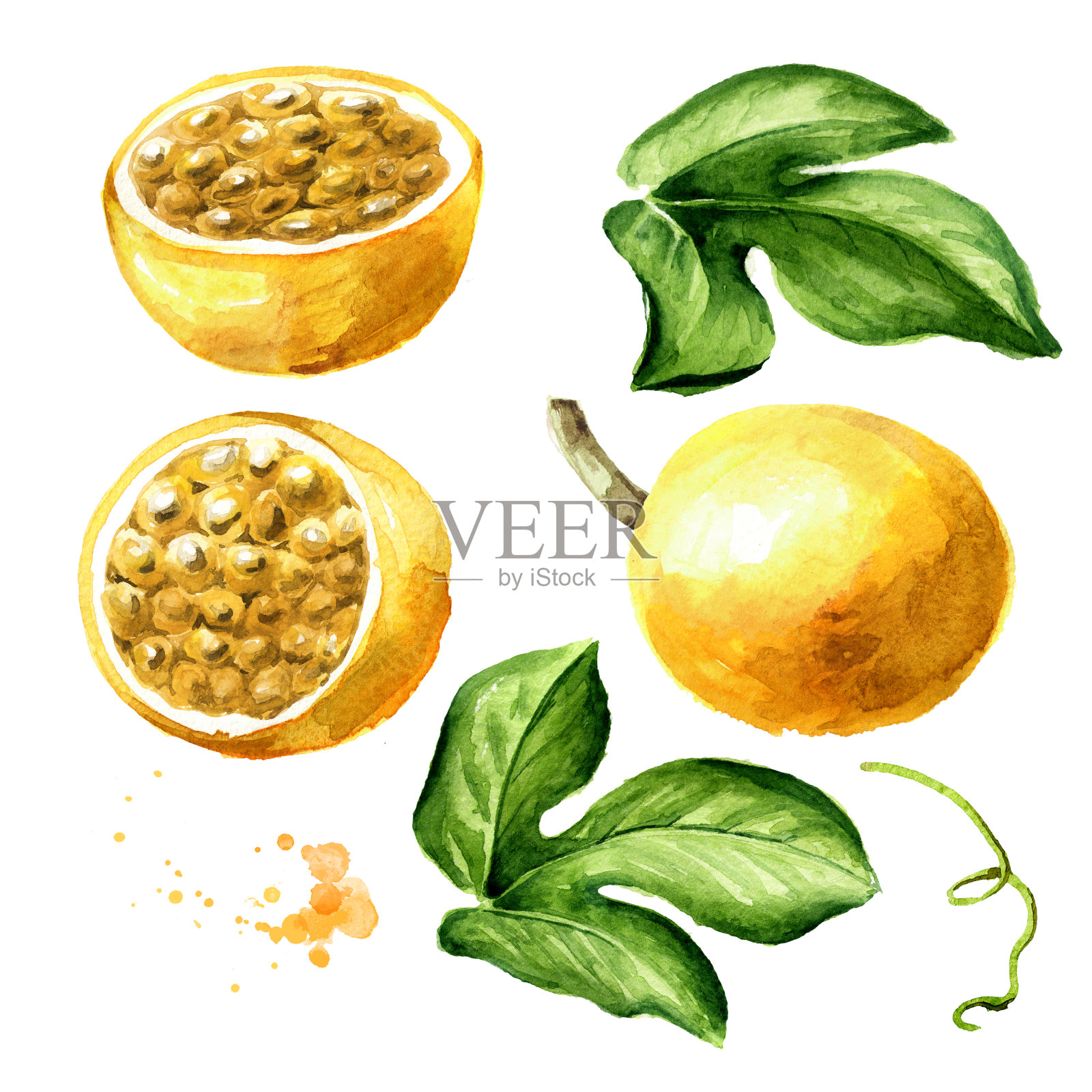 百香果，叶固定。水彩手绘插图孤立的白色背景插画图片素材