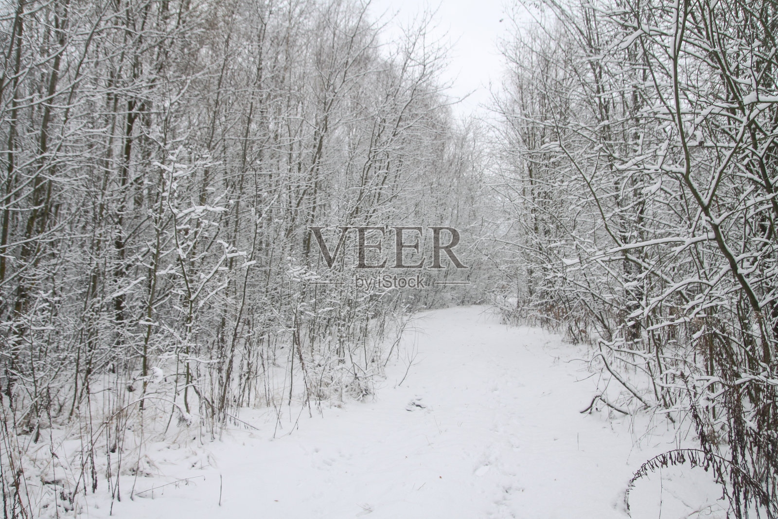 森林里美丽的冬季景色。城外的路又下雪了。公园里的雪堆，脏兮兮的街道。圣诞节和新年的背景照片摄影图片