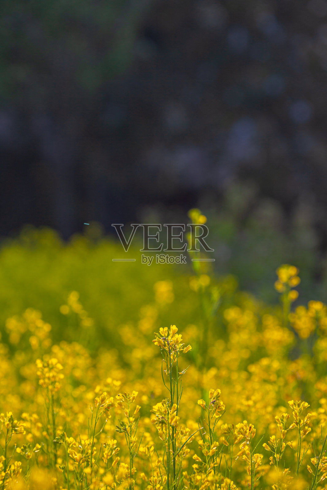 小黄花在花园里盛开。照片摄影图片