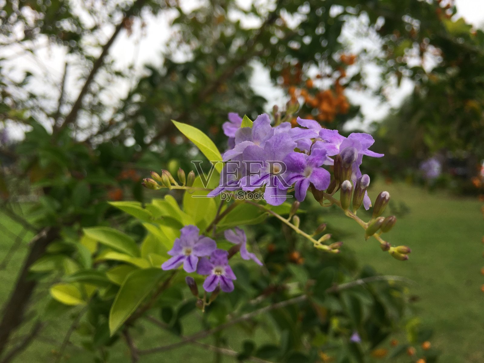 一束紫色的花照片摄影图片