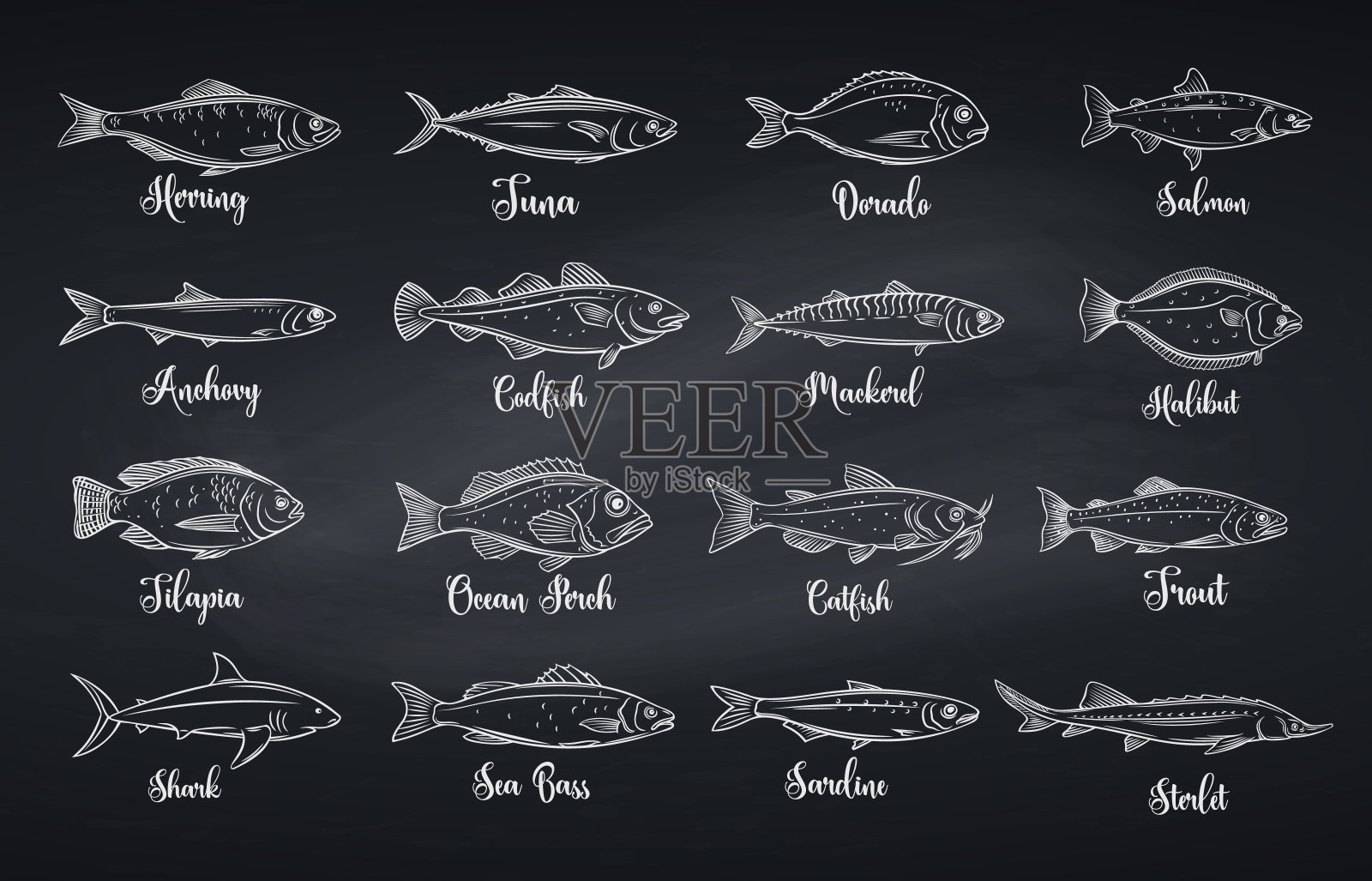 集向量鱼插画图片素材