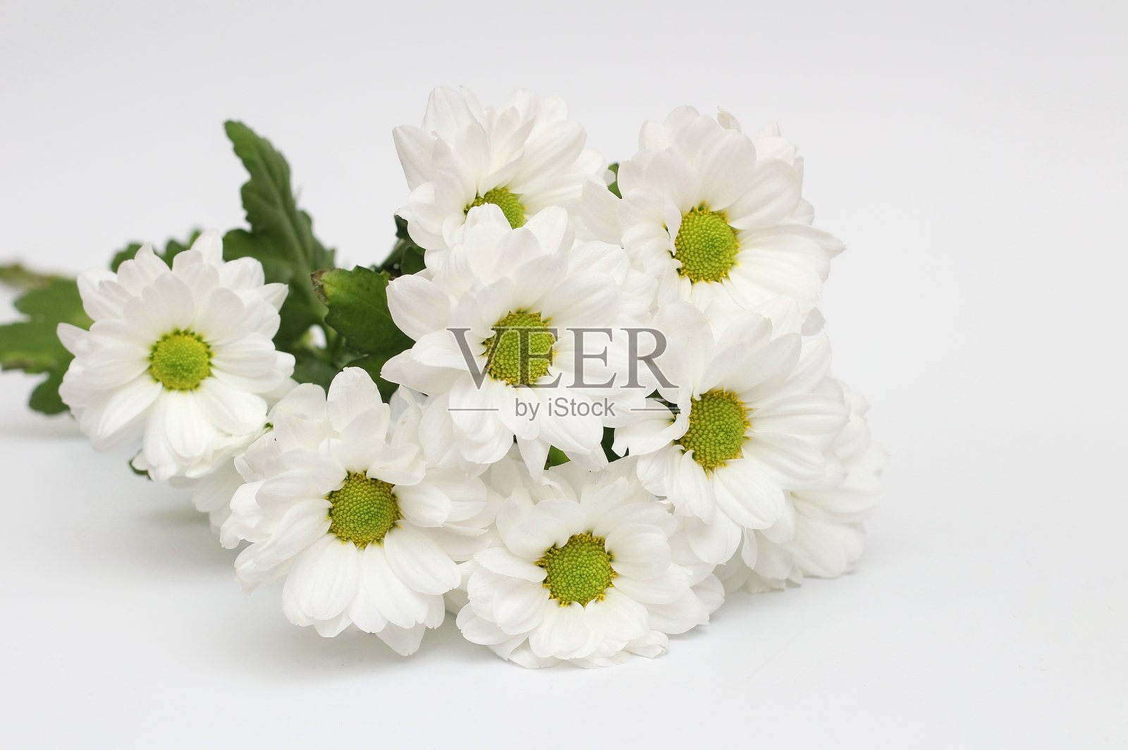 一束孤立在白色背景上的白色菊花照片摄影图片