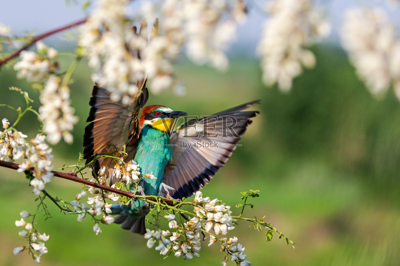 野鸟在刺槐花上飞来飞去照片摄影图片