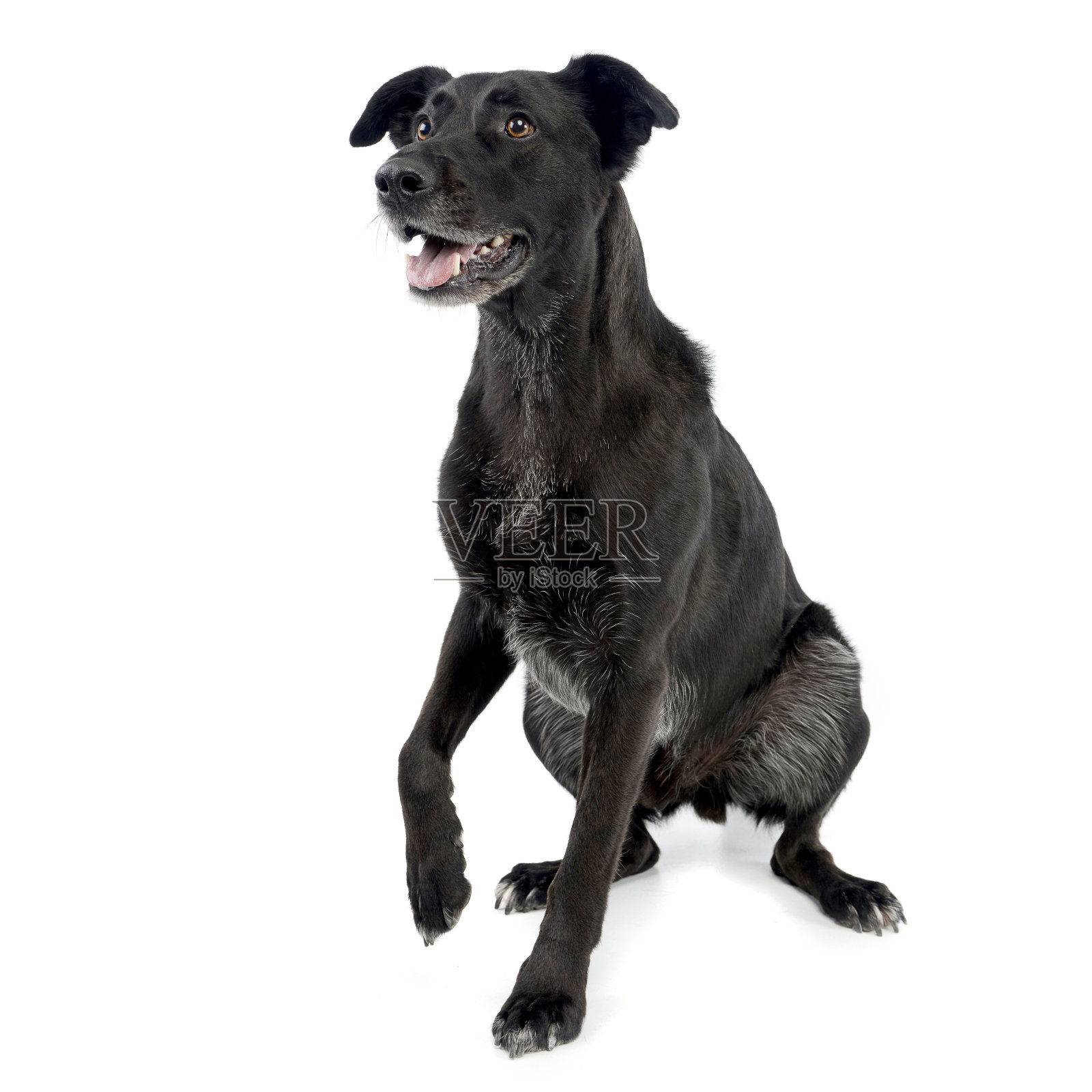 这是一只可爱的杂种狗的摄影照片摄影图片