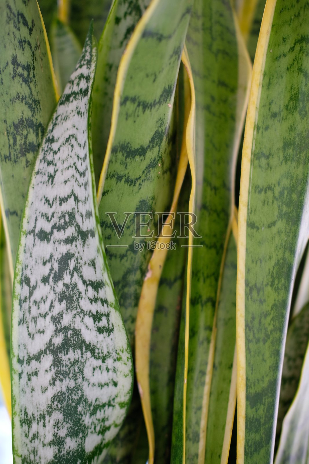 绿叶背景照片摄影图片