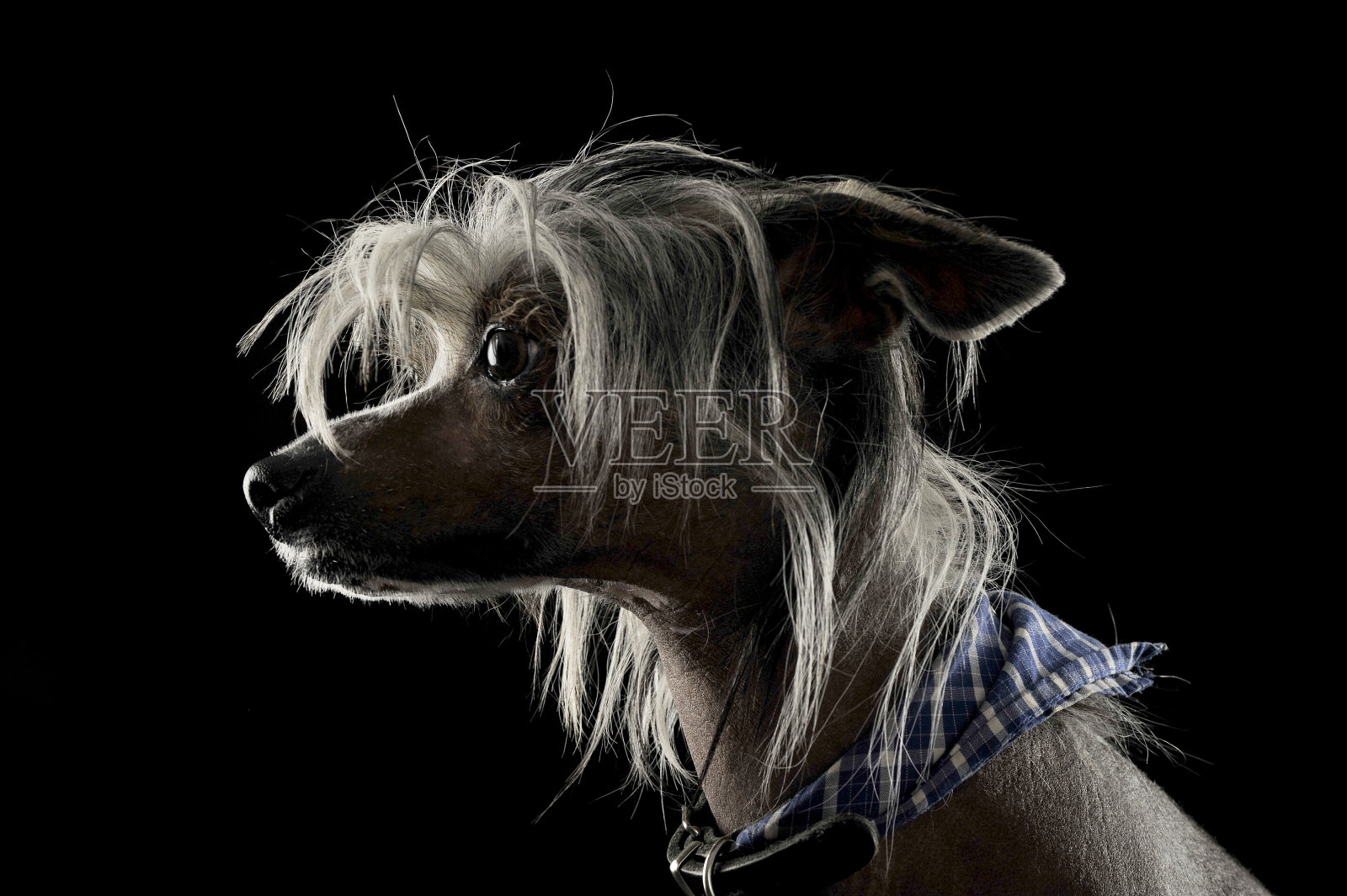 非常可爱的中国冠毛狗肖像在黑色的背景照片摄影图片