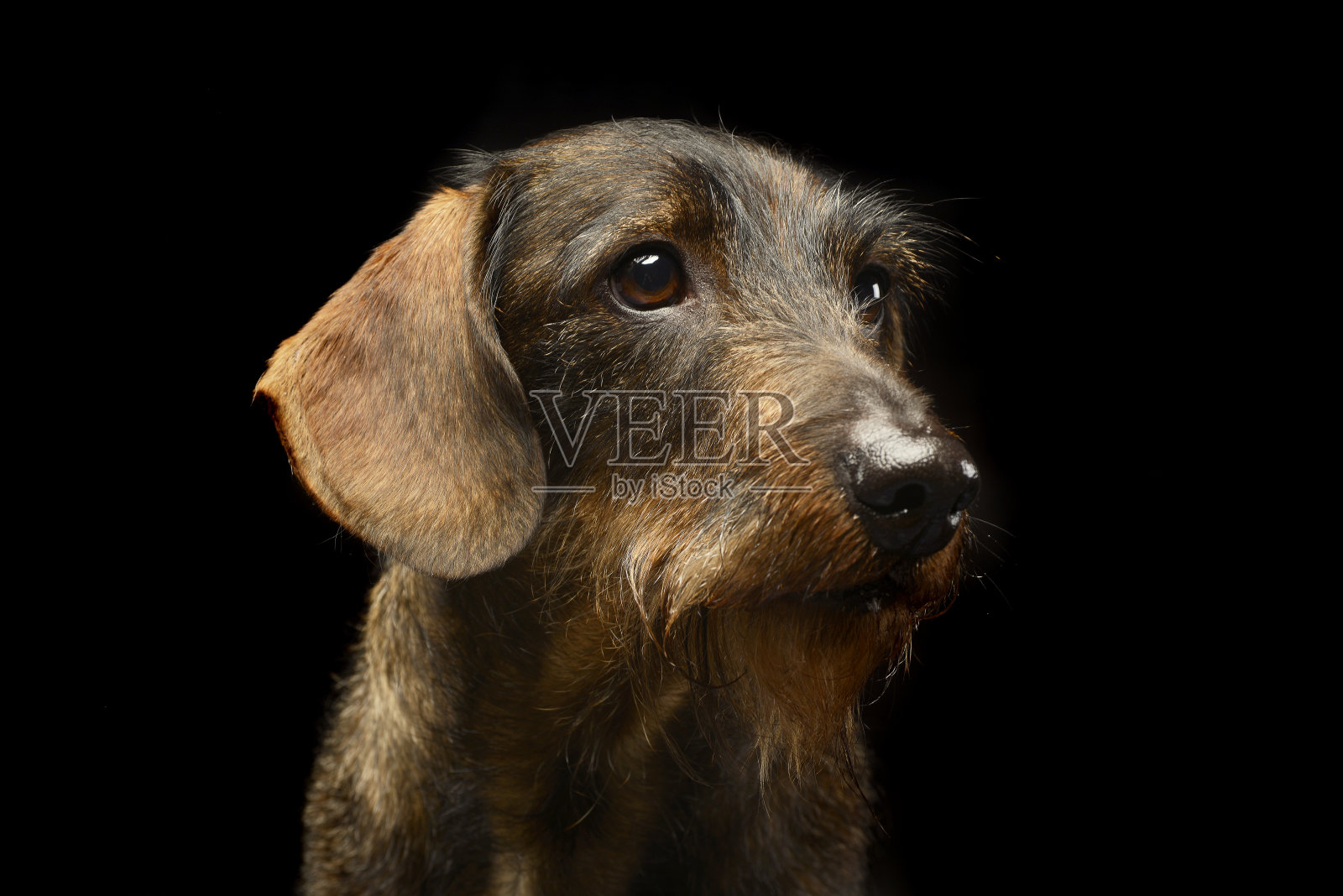 有线毛腊肠人像一在工作室照片摄影图片