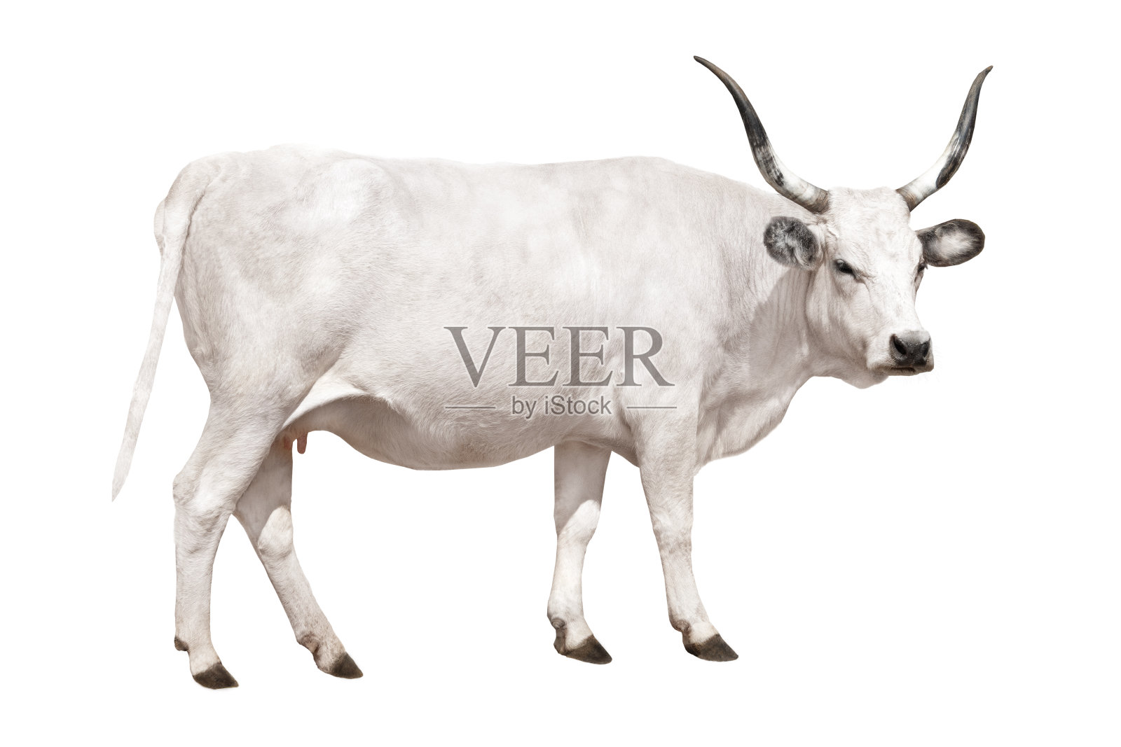 匈牙利灰牛孤立在一个白色照片摄影图片