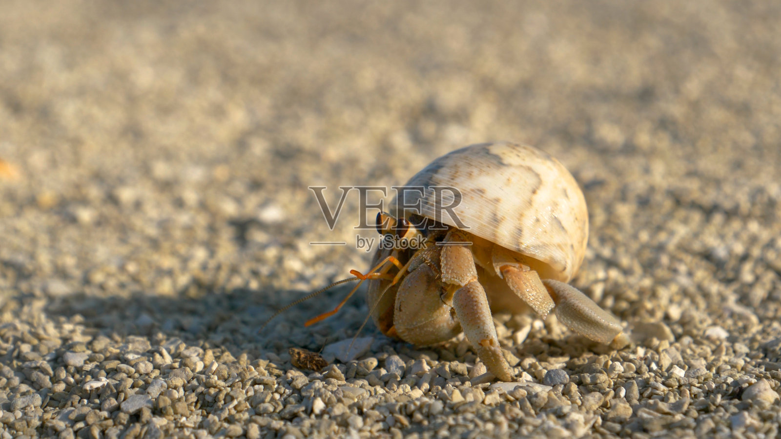 MACRO:小热带蟹躲在壳里，在海岸边爬行。照片摄影图片