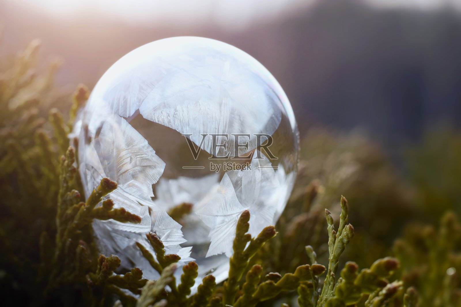 在寒冷的冬日夕阳下，冰冻的肥皂泡照片摄影图片