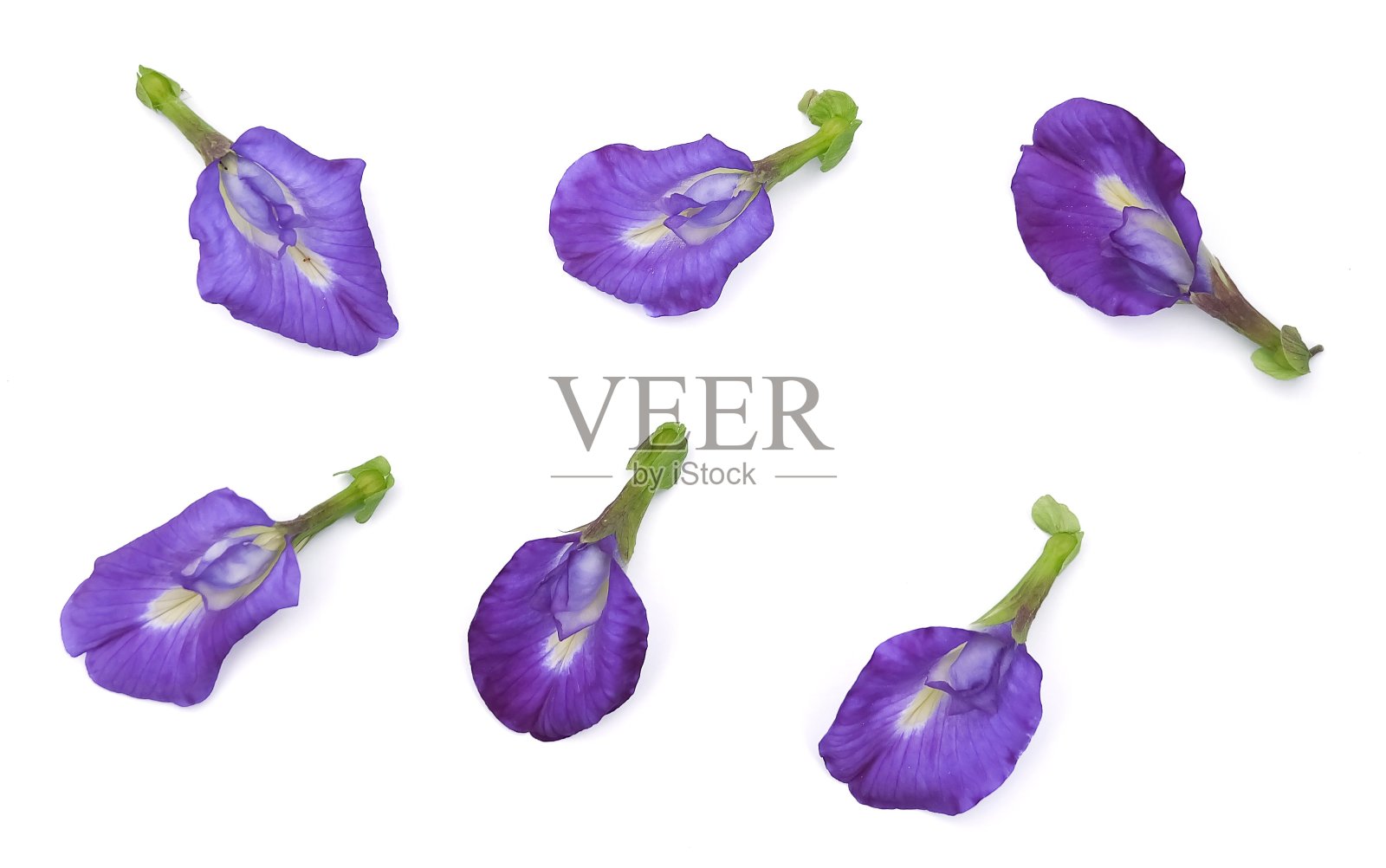 一套美丽的紫色蝴蝶豌豆花照片摄影图片