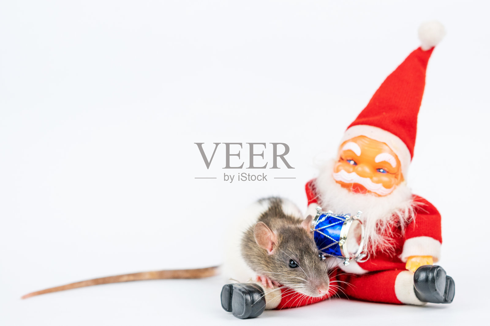 可爱的老鼠在白色的背景圣诞老人绝缘体。照片摄影图片