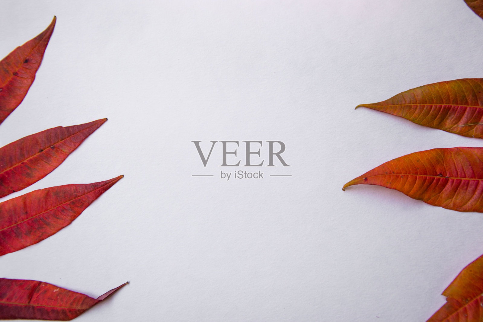 白色的纸为文字，复制空间，美丽的秋天黄色，绿色和棕色的树叶在背景，平铺秋天组成，笔记本俯视图照片摄影图片