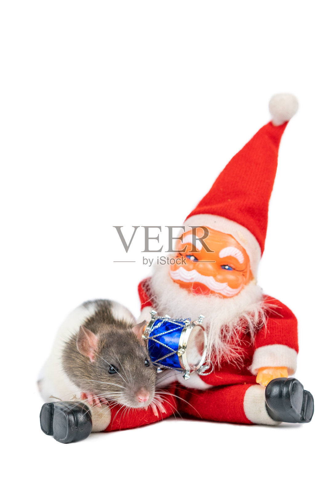 可爱的老鼠在白色的背景圣诞老人绝缘体。照片摄影图片