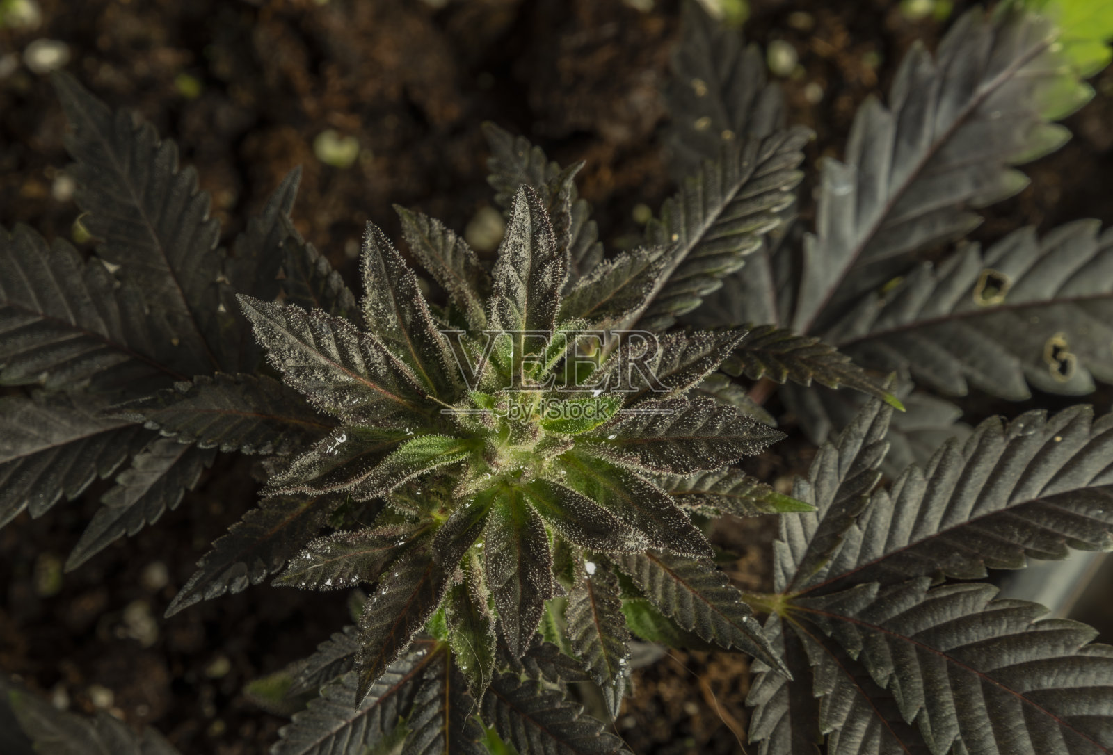 黑色法式曲奇，温室里成熟的迷你大麻花照片摄影图片