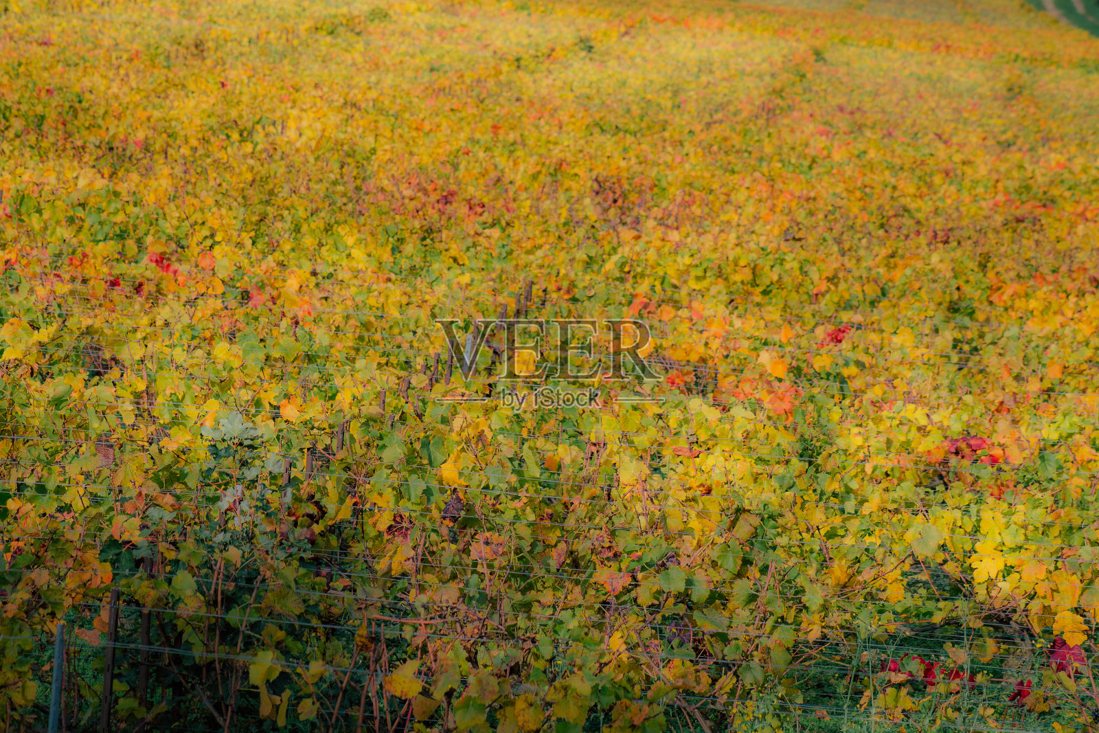 法国的颜色照片摄影图片