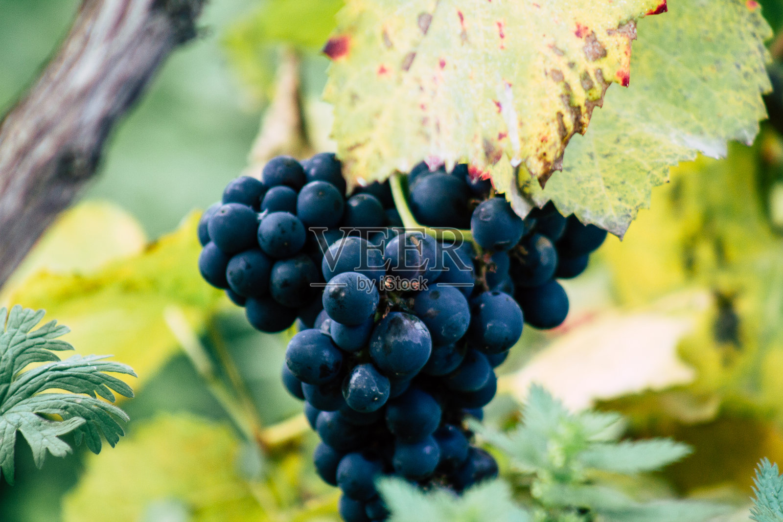 法国的颜色照片摄影图片