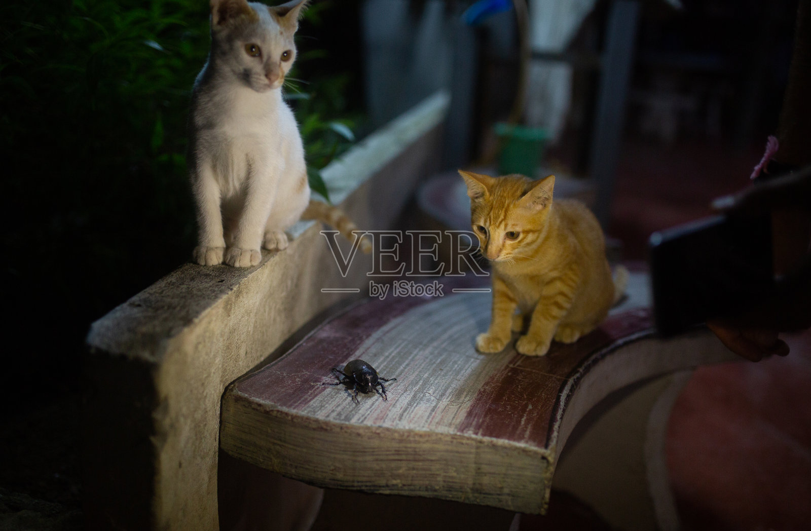 猫和大黑虫在红色的长凳上照片摄影图片