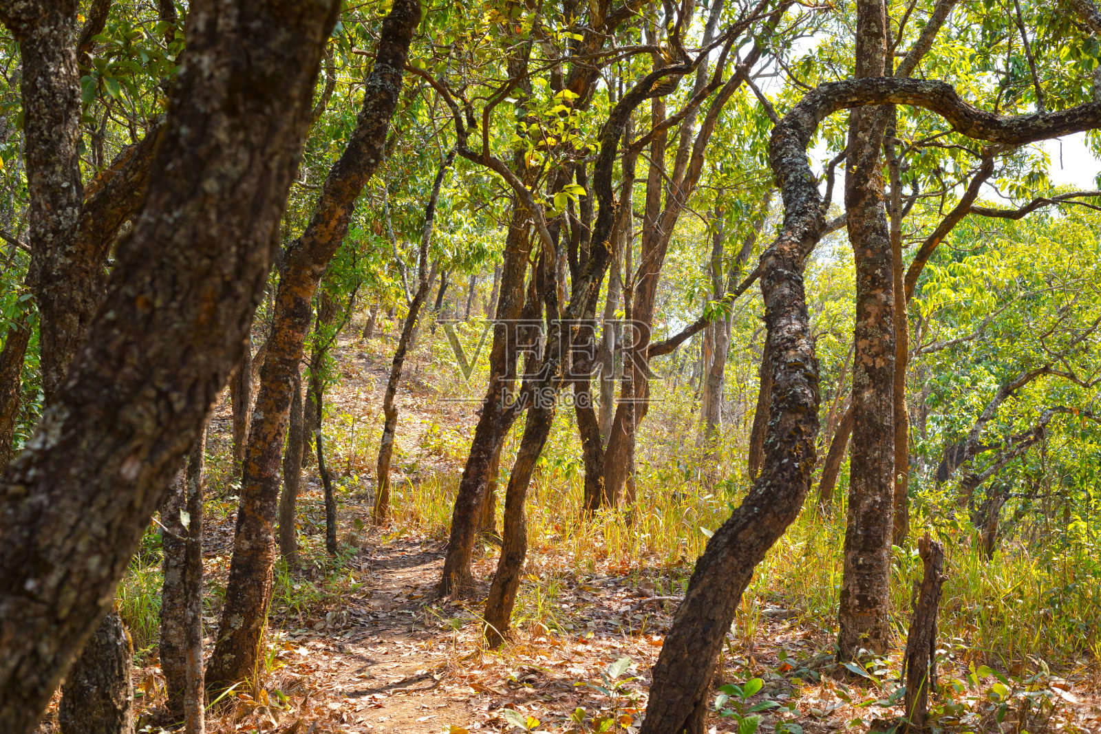 清迈山区森林中的小径照片摄影图片